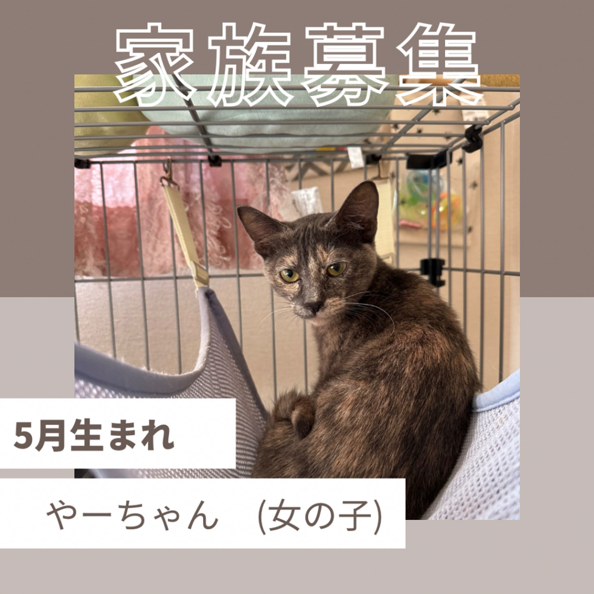 雑種（ミックス猫）・メスの里親募集の写真