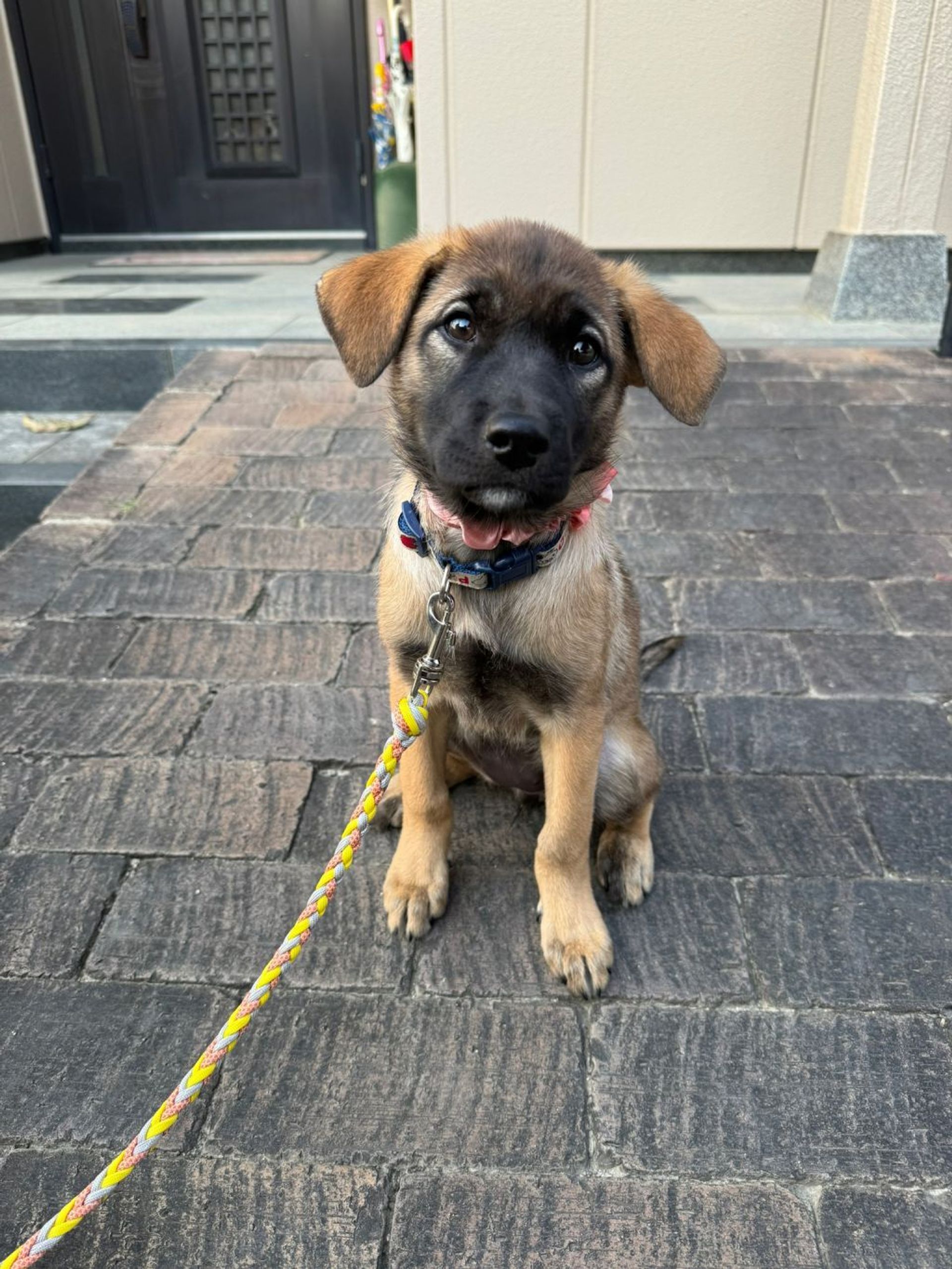 雑種（ミックス犬）・メスの里親募集の写真