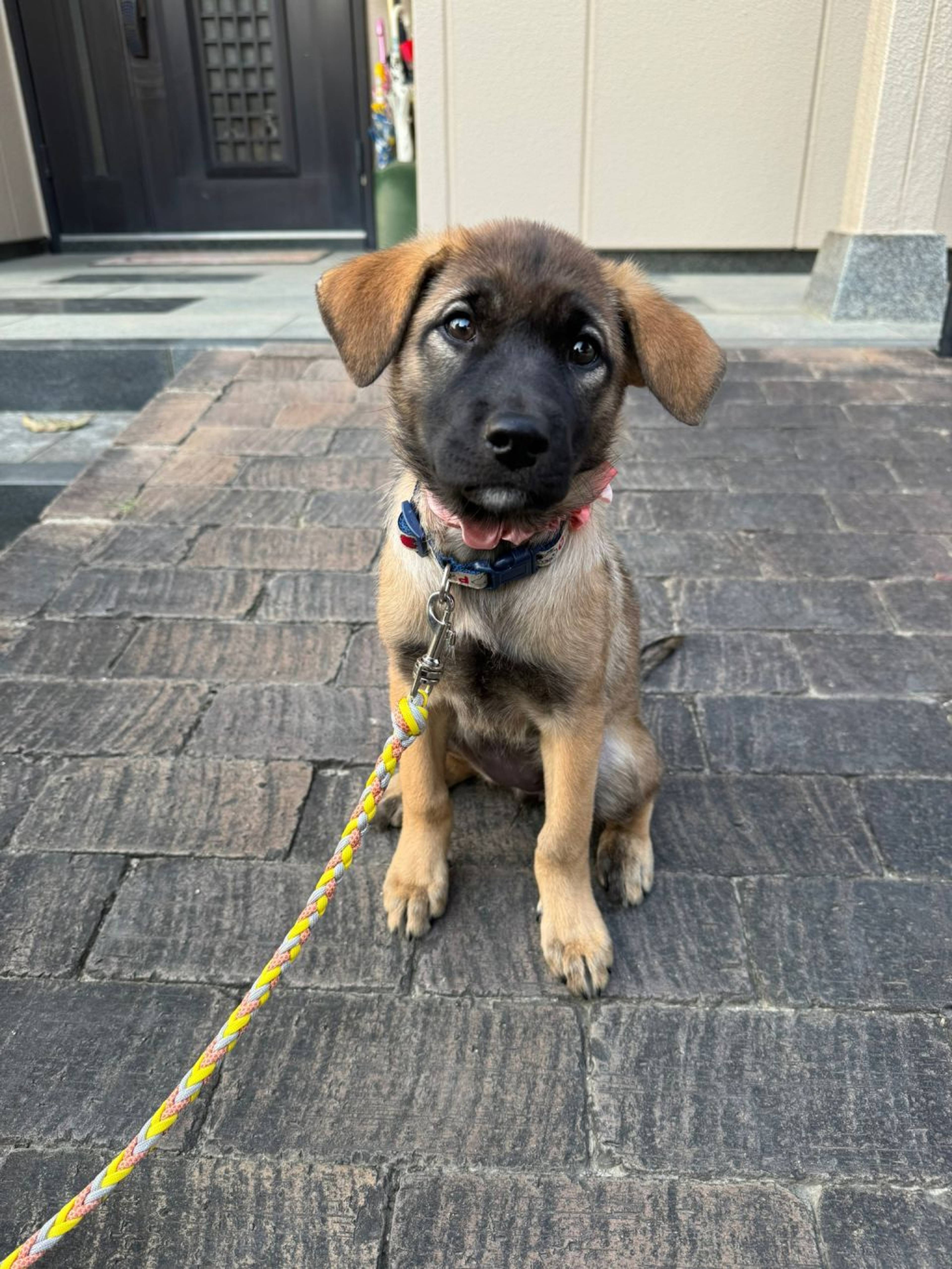 雑種（ミックス犬）・メスの里親募集の写真