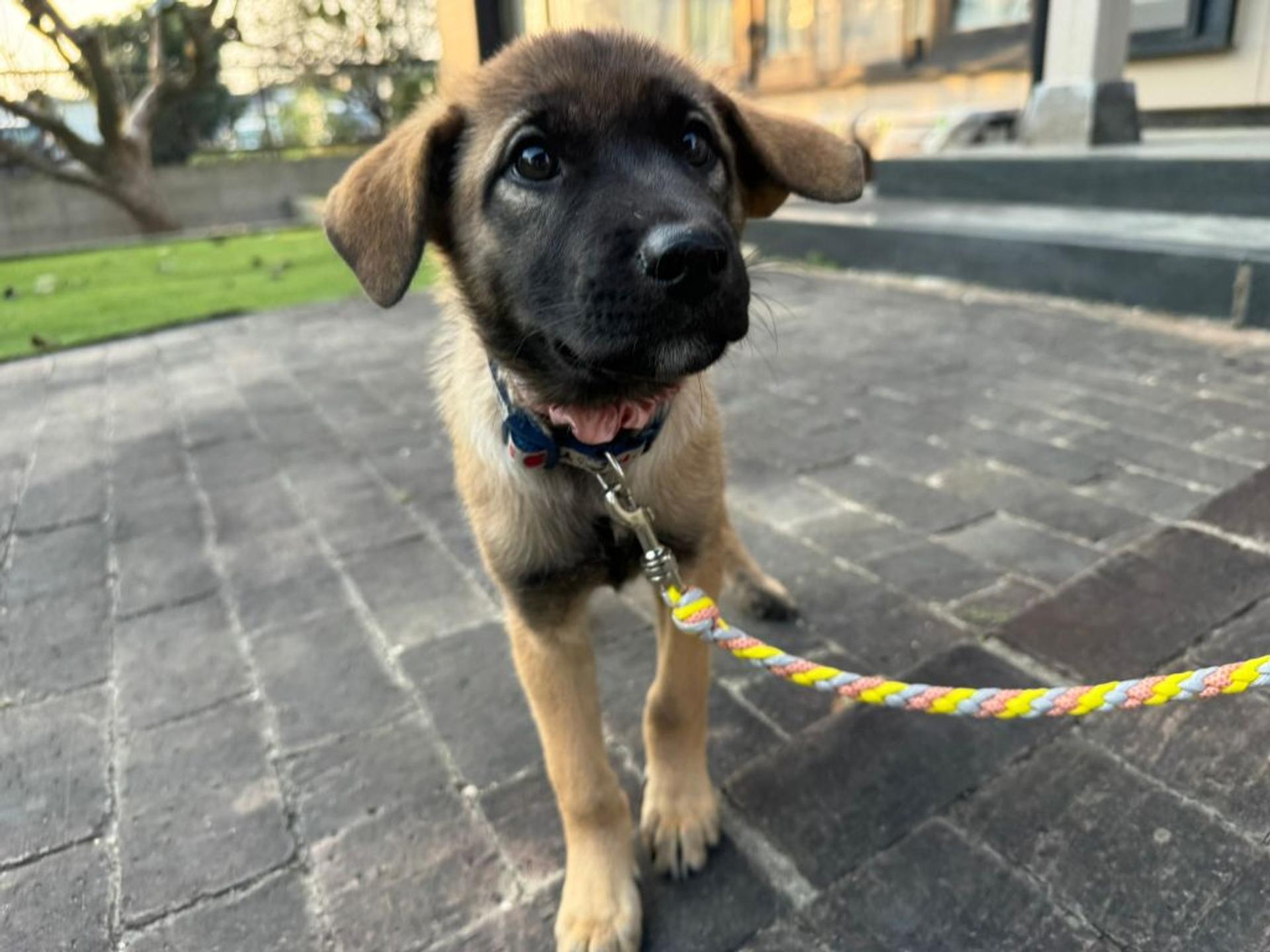 pet-image-2