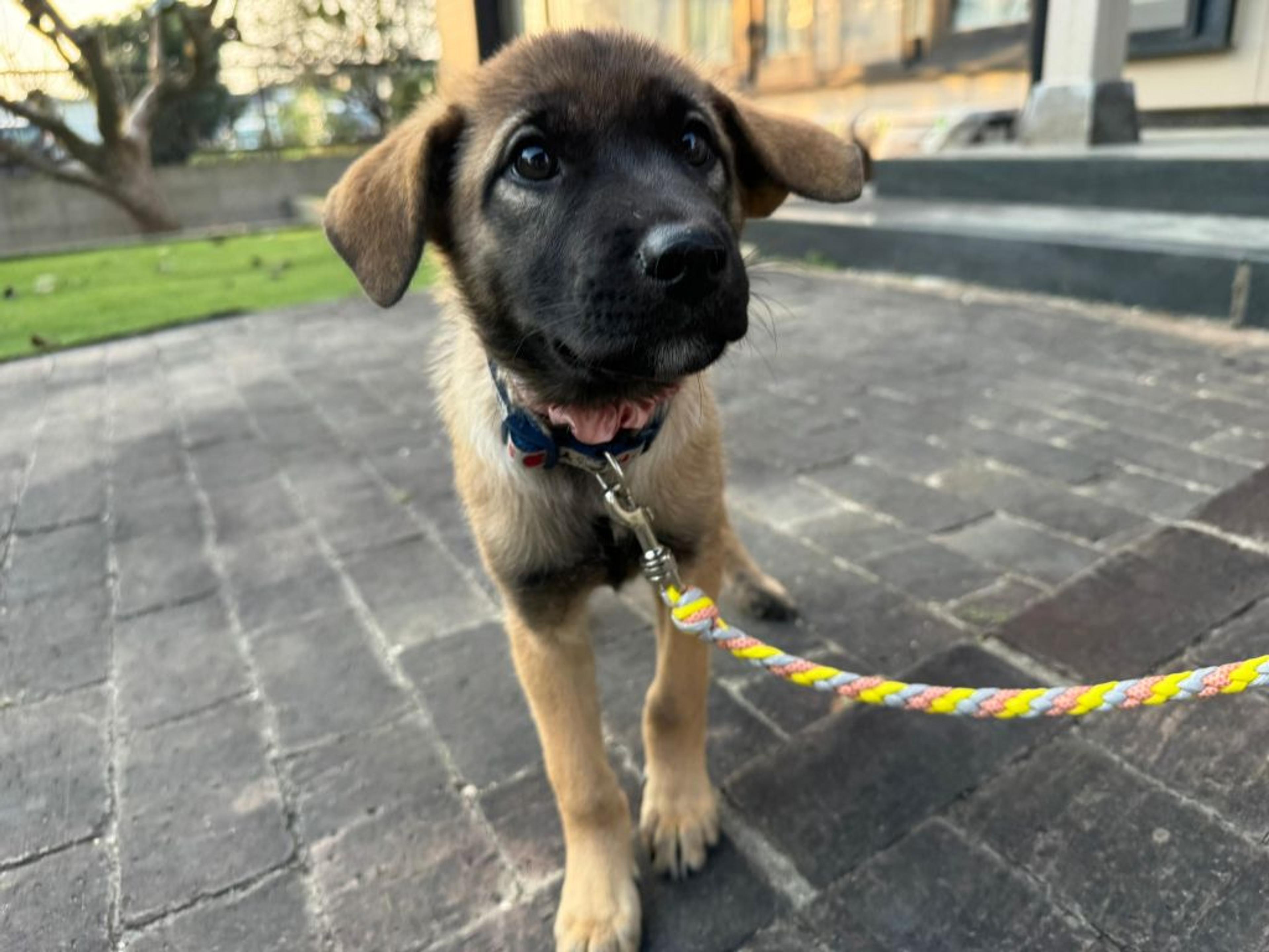 pet-image-2