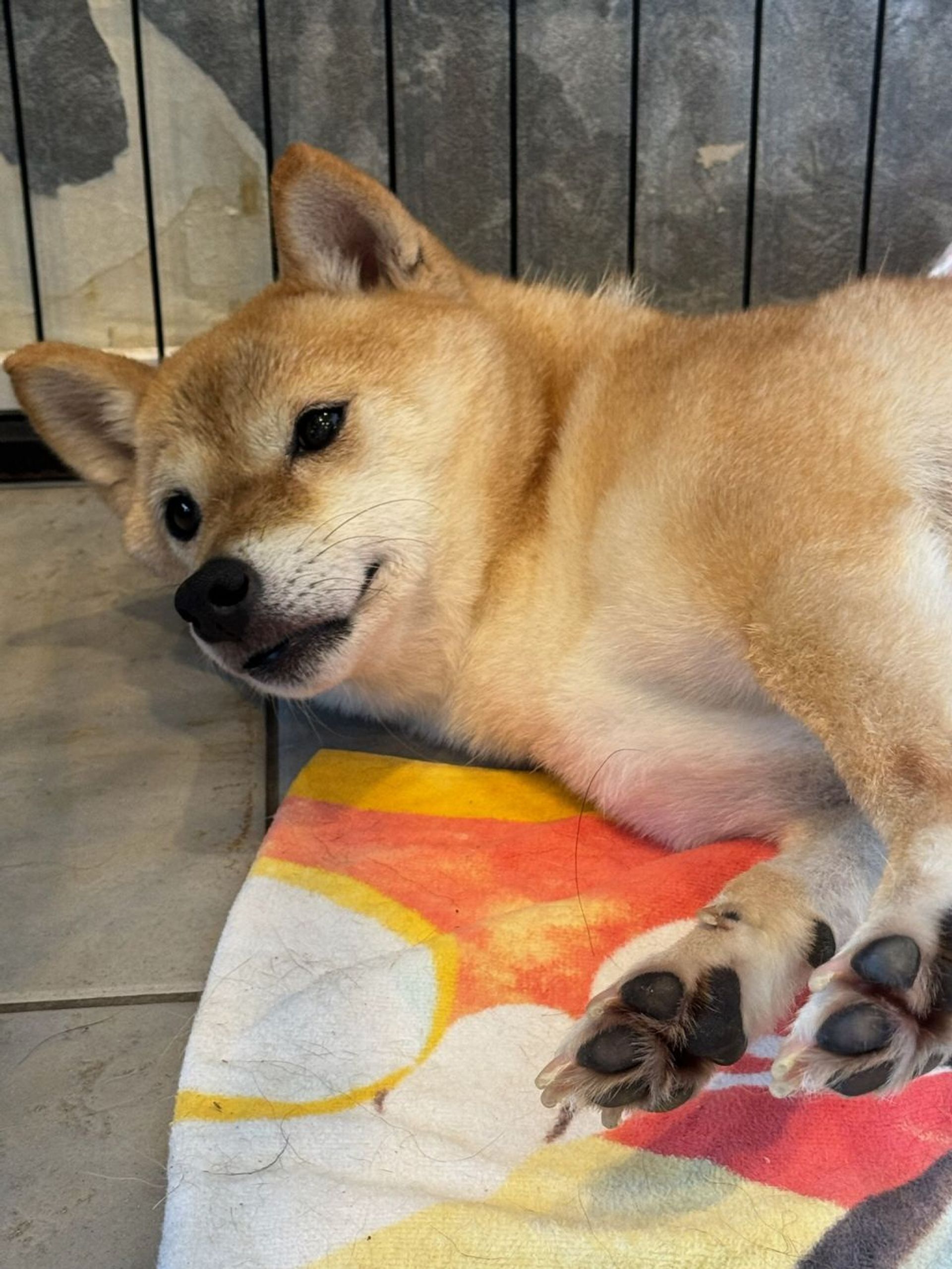 柴犬・メスの里親募集の写真