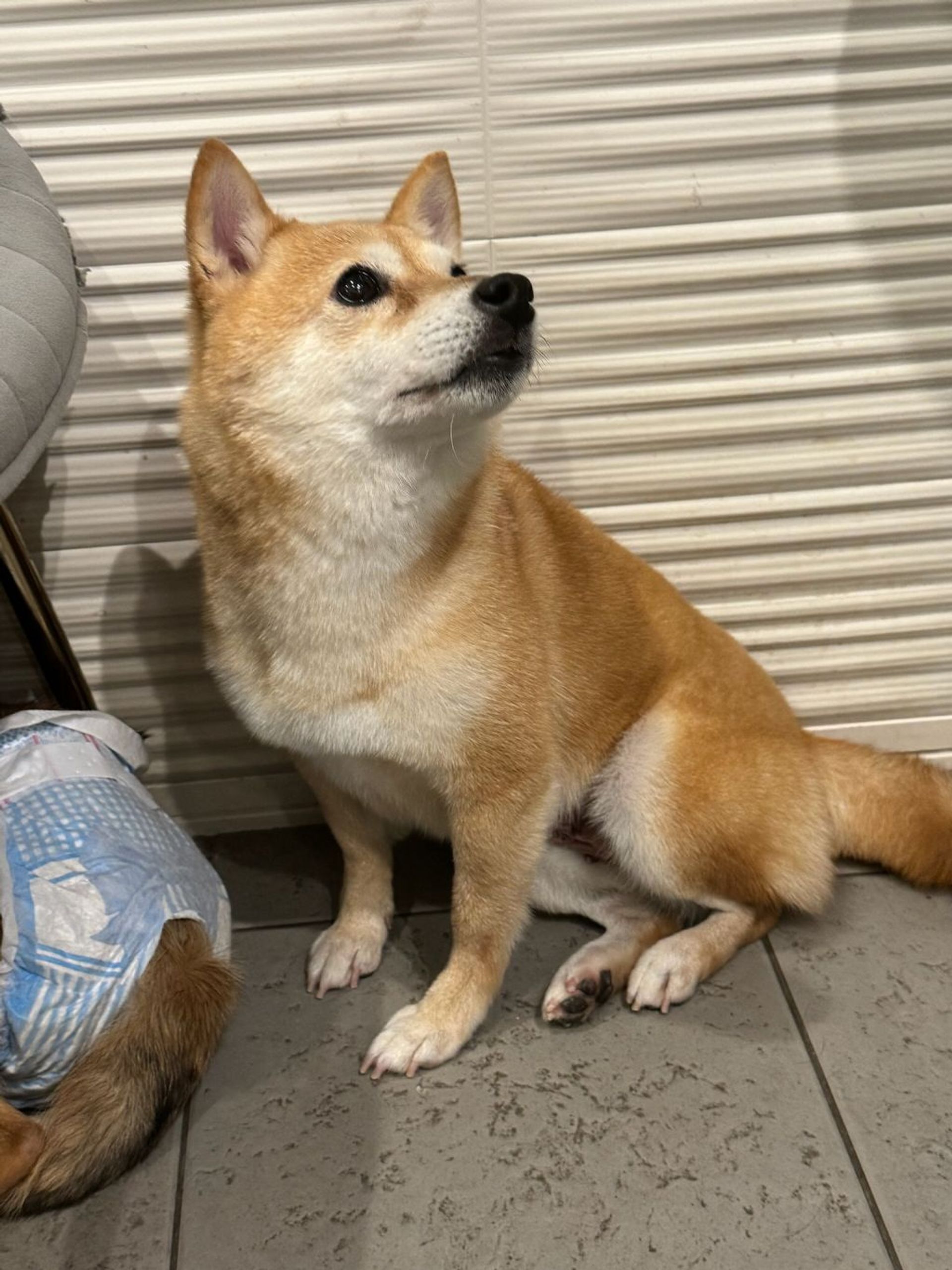 柴犬・メスの里親募集の写真