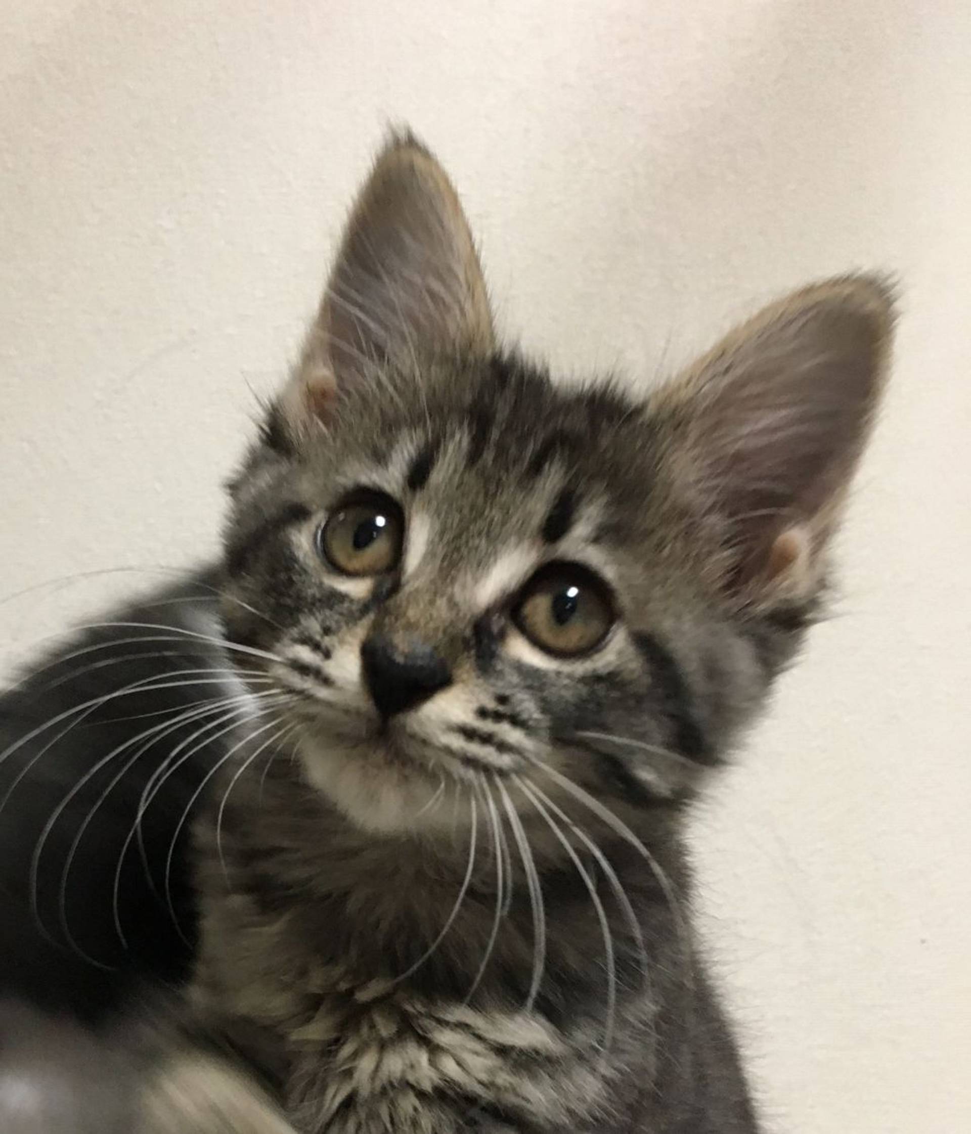雑種（ミックス猫）・メスの里親募集の写真
