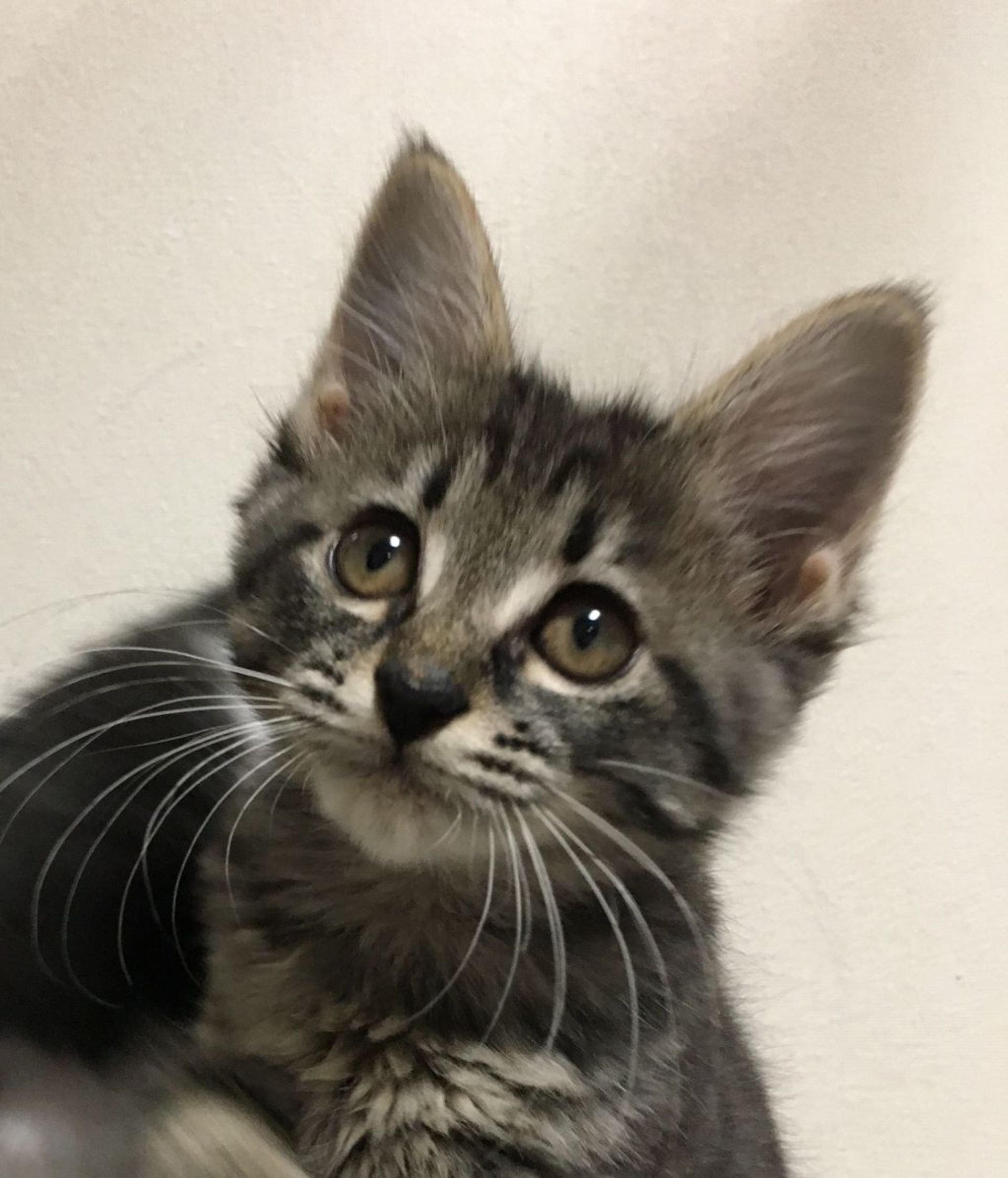 雑種（ミックス猫）・メスの里親募集の写真