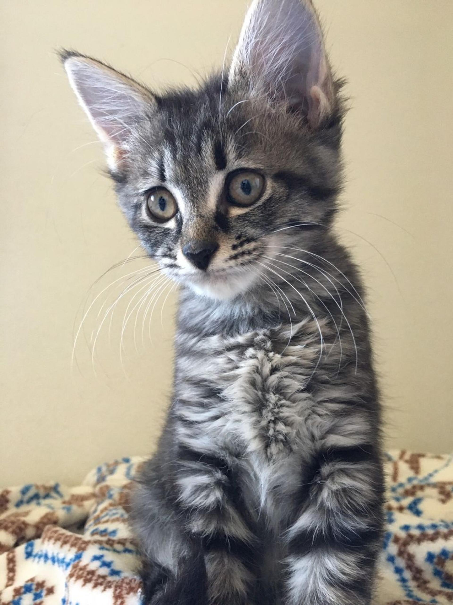 pet-image-3