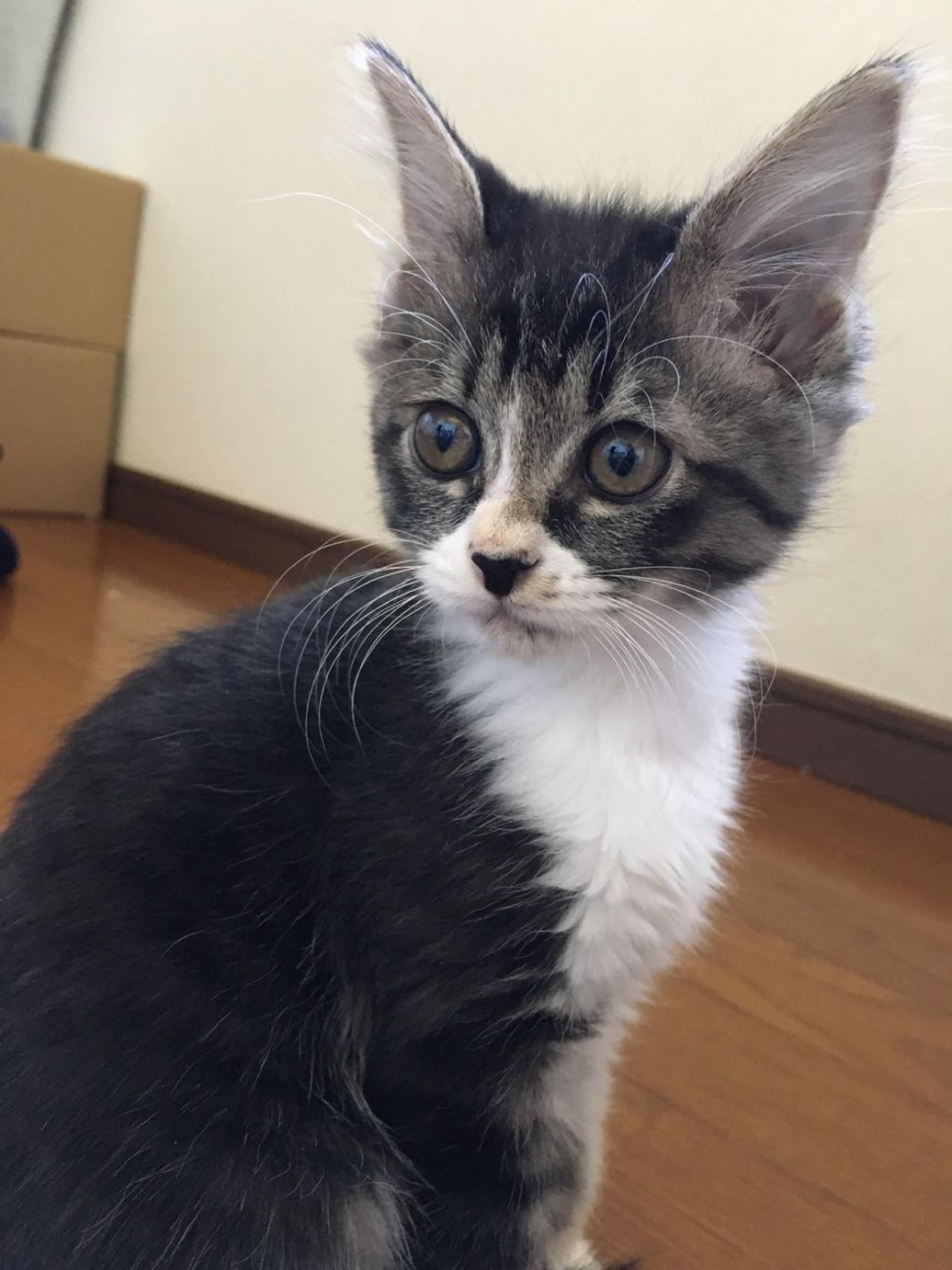 pet-image-2