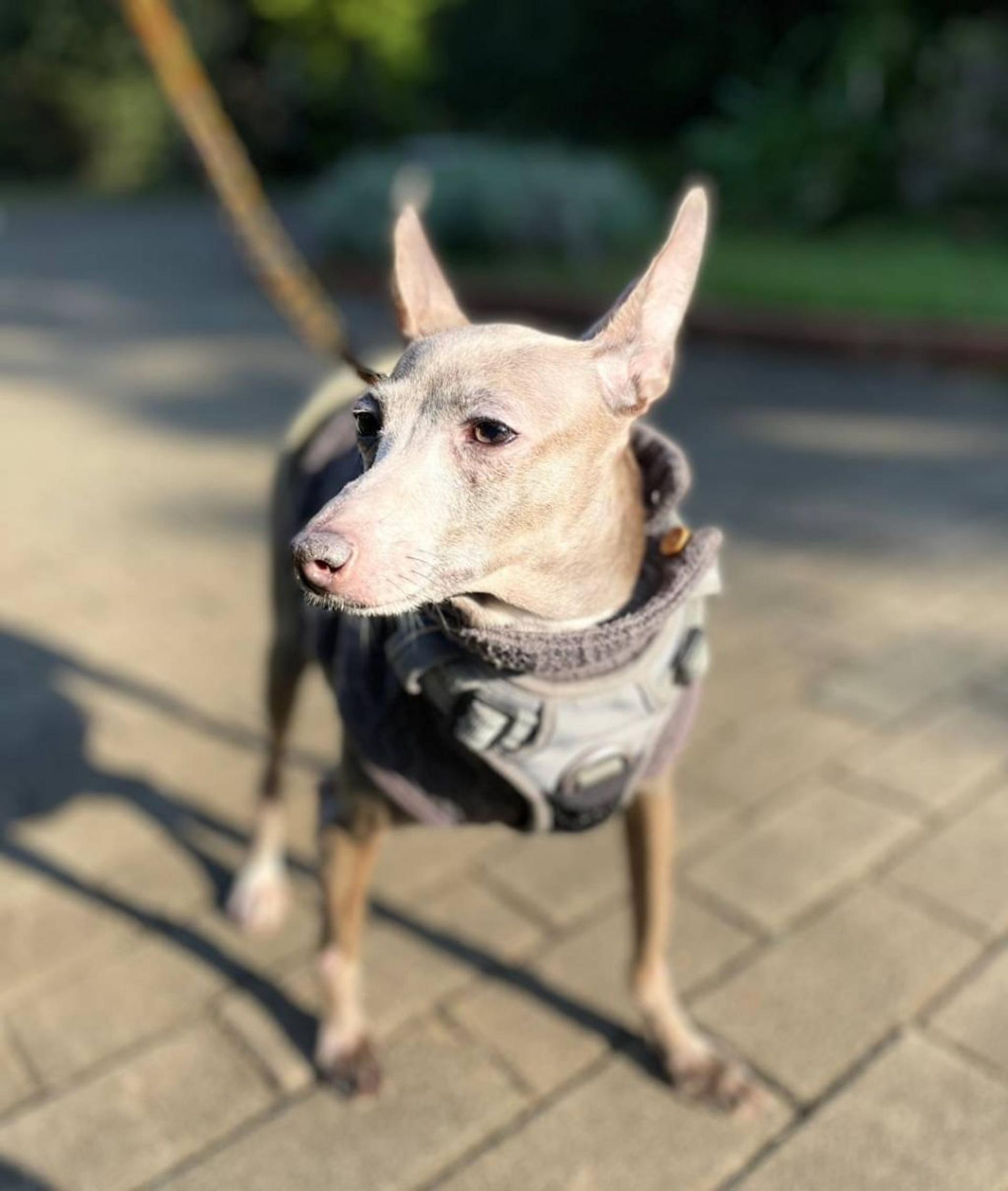 pet-image-2