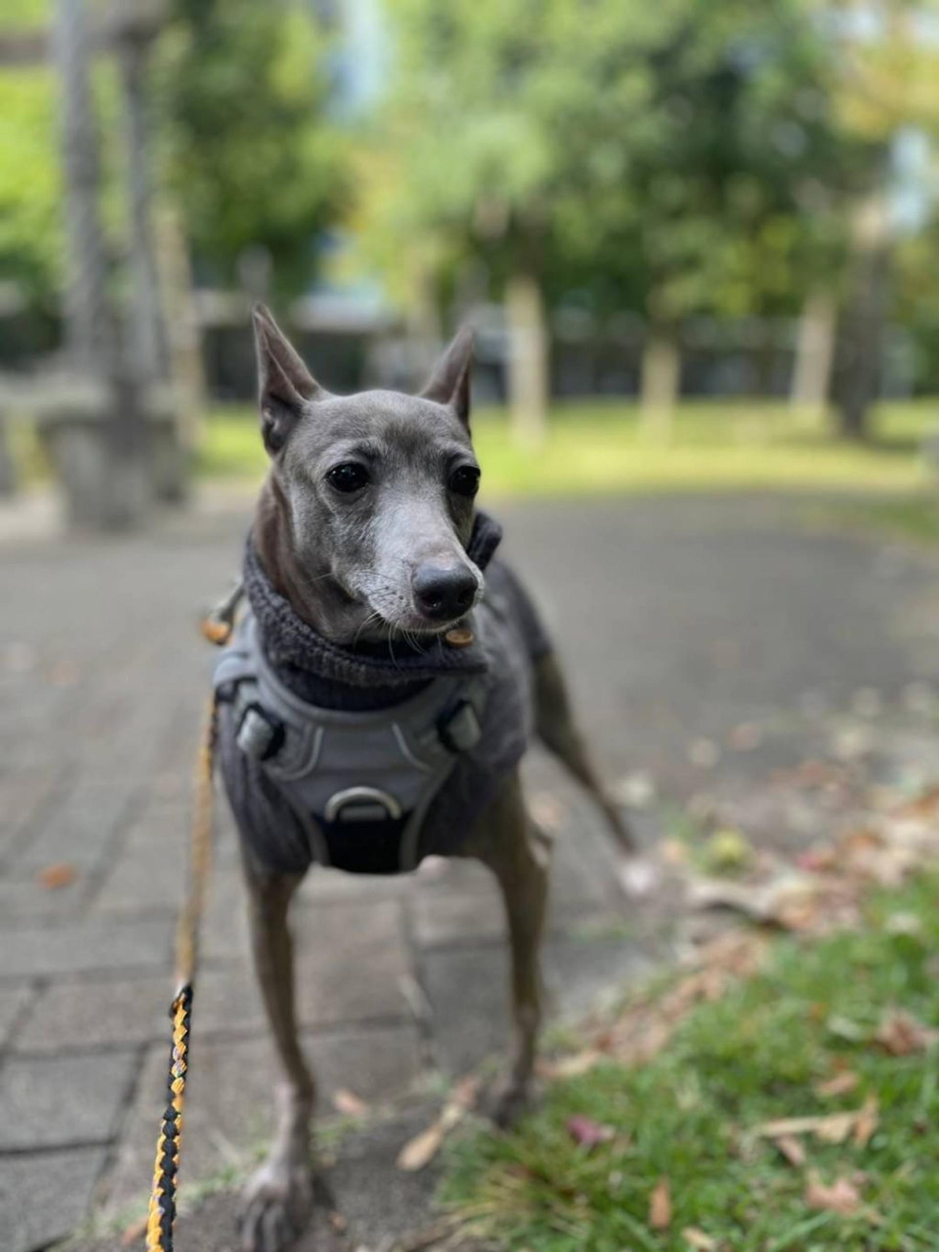 pet-image-3
