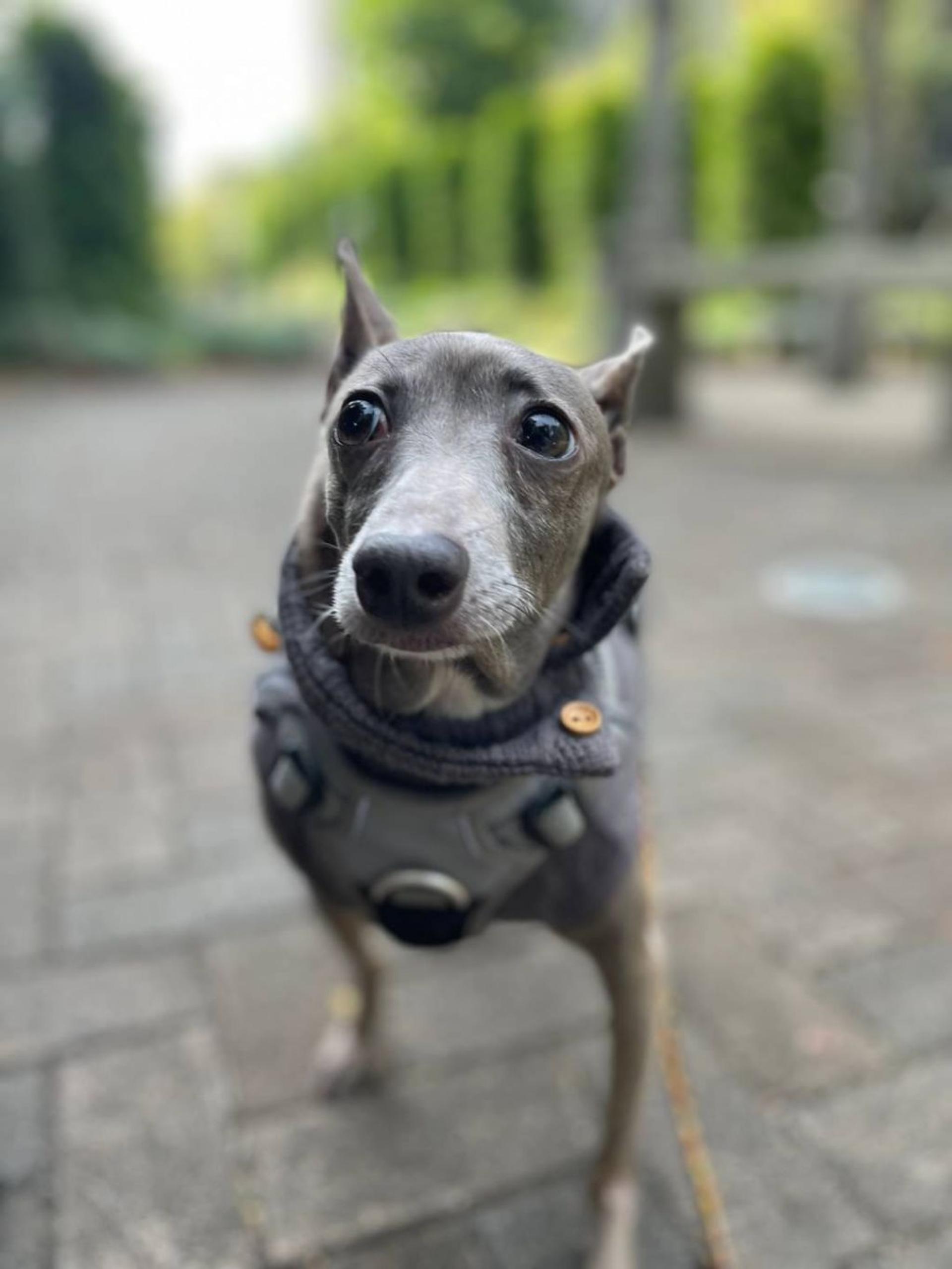 pet-image-4