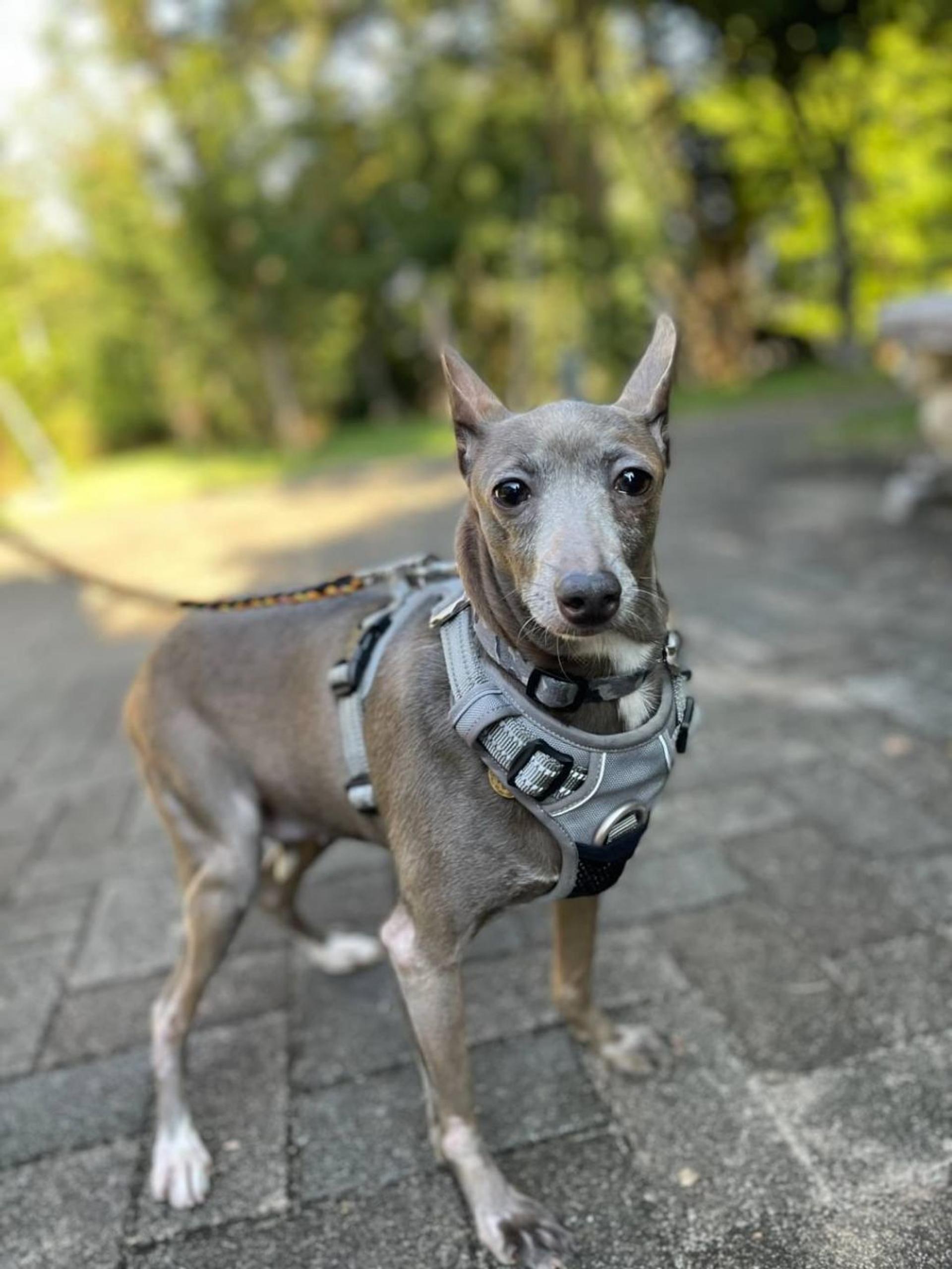 pet-image-5