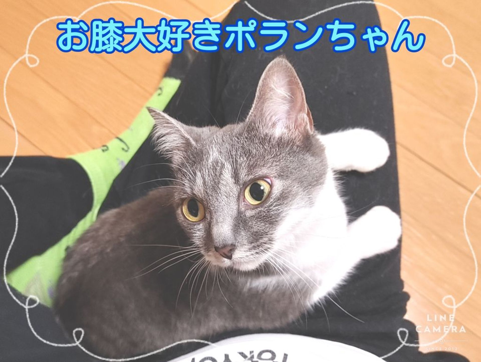 雑種（ミックス猫）・メスの里親募集の写真