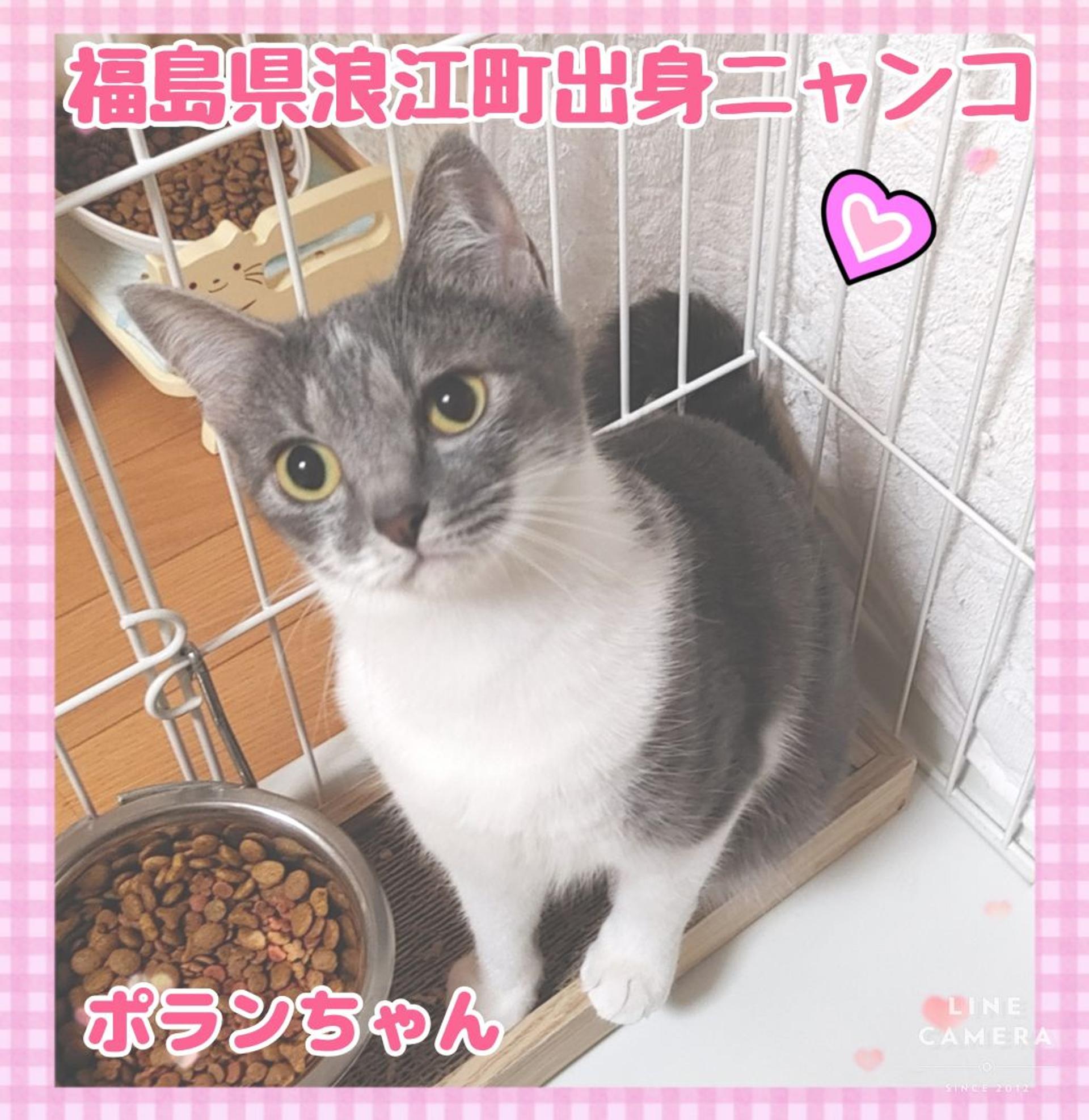 pet-image-2