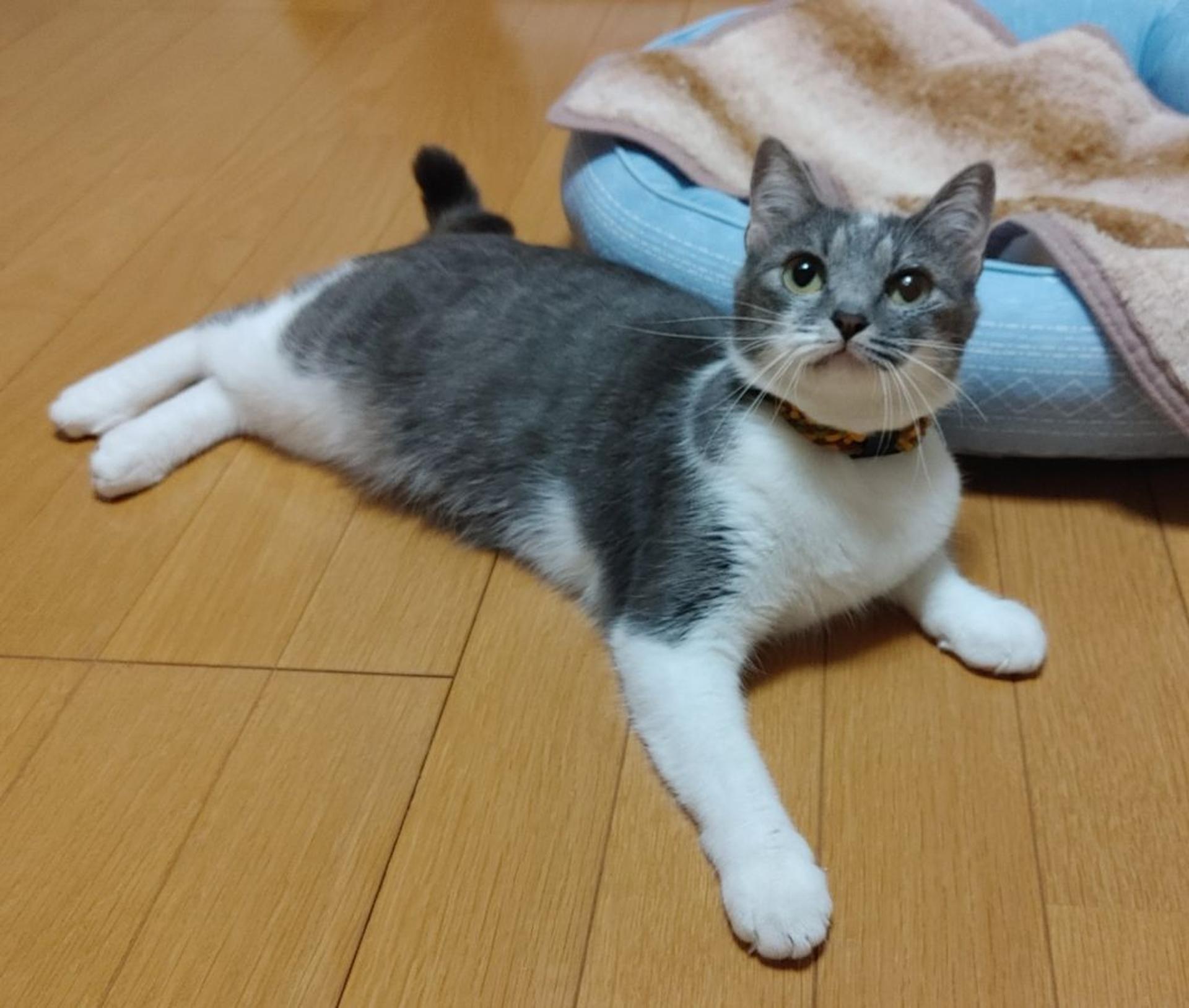 pet-image-3