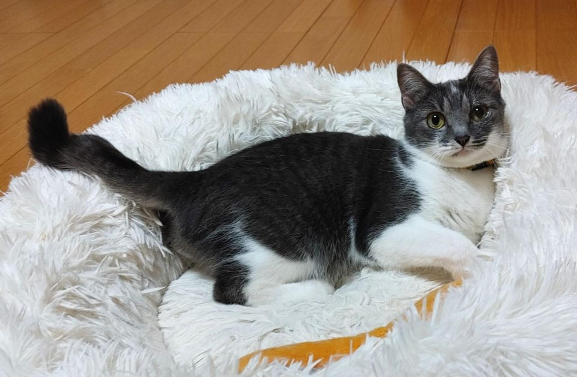 pet-image-7