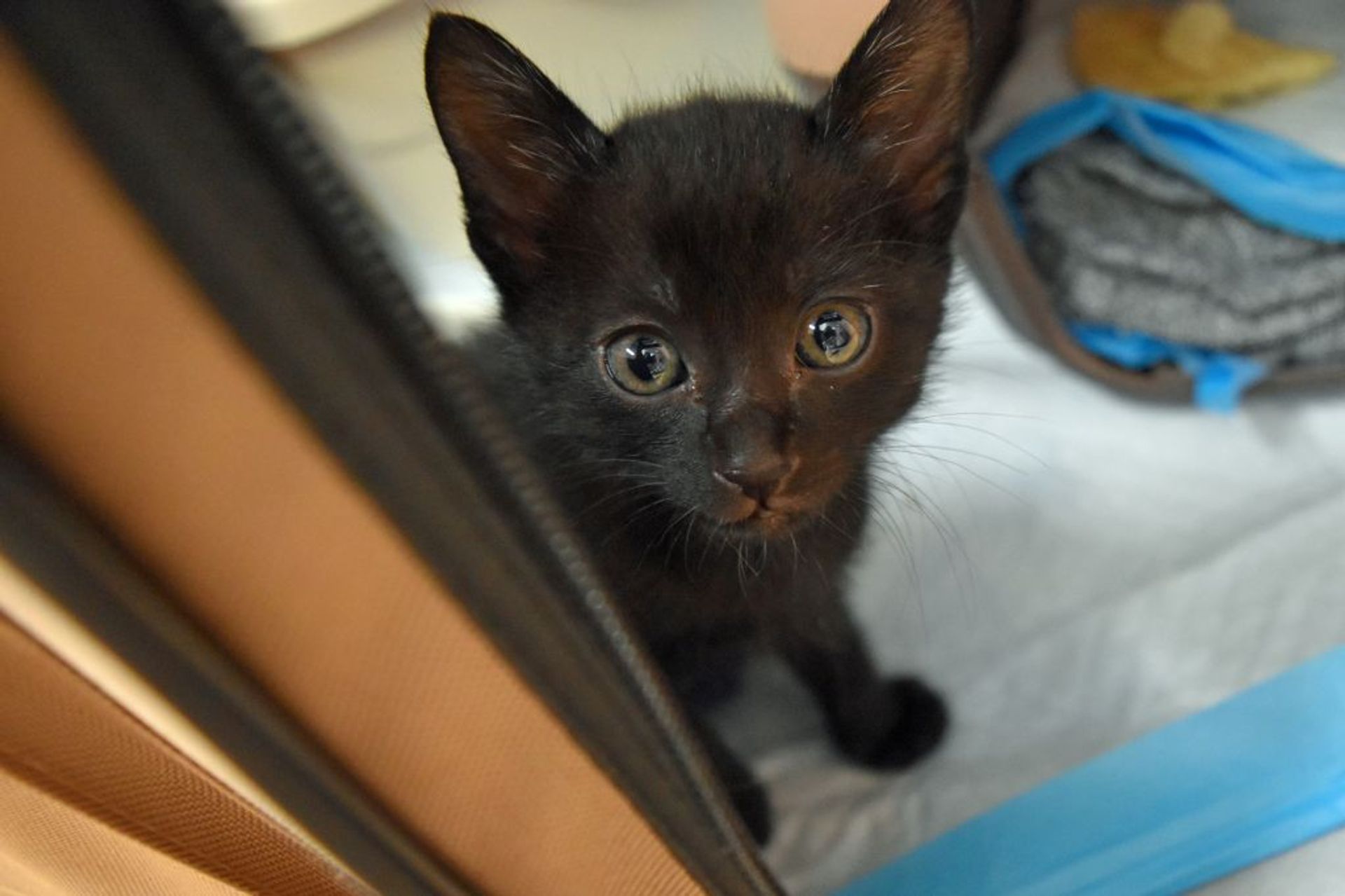 雑種（ミックス猫）・メスの里親募集の写真