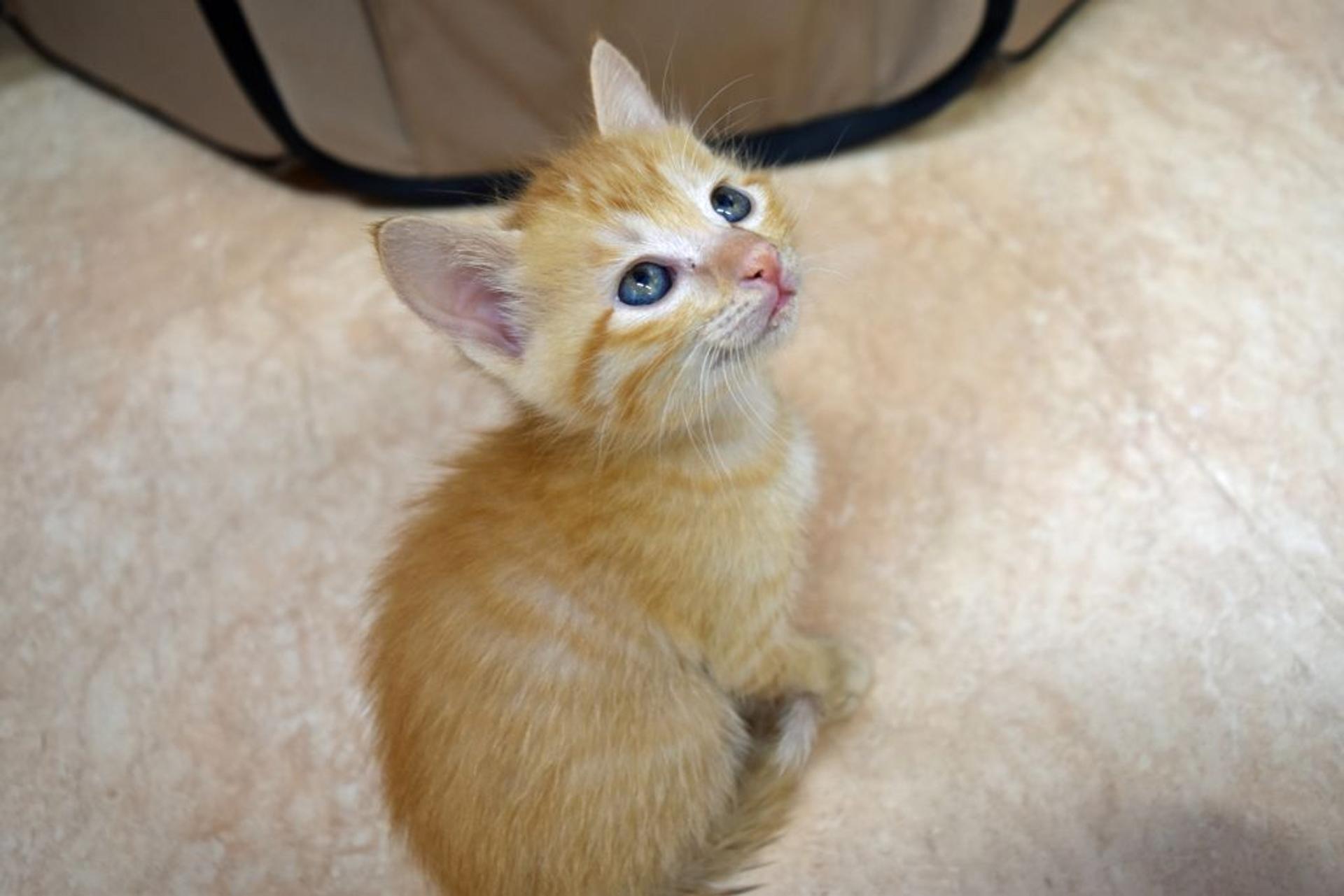 pet-image-4