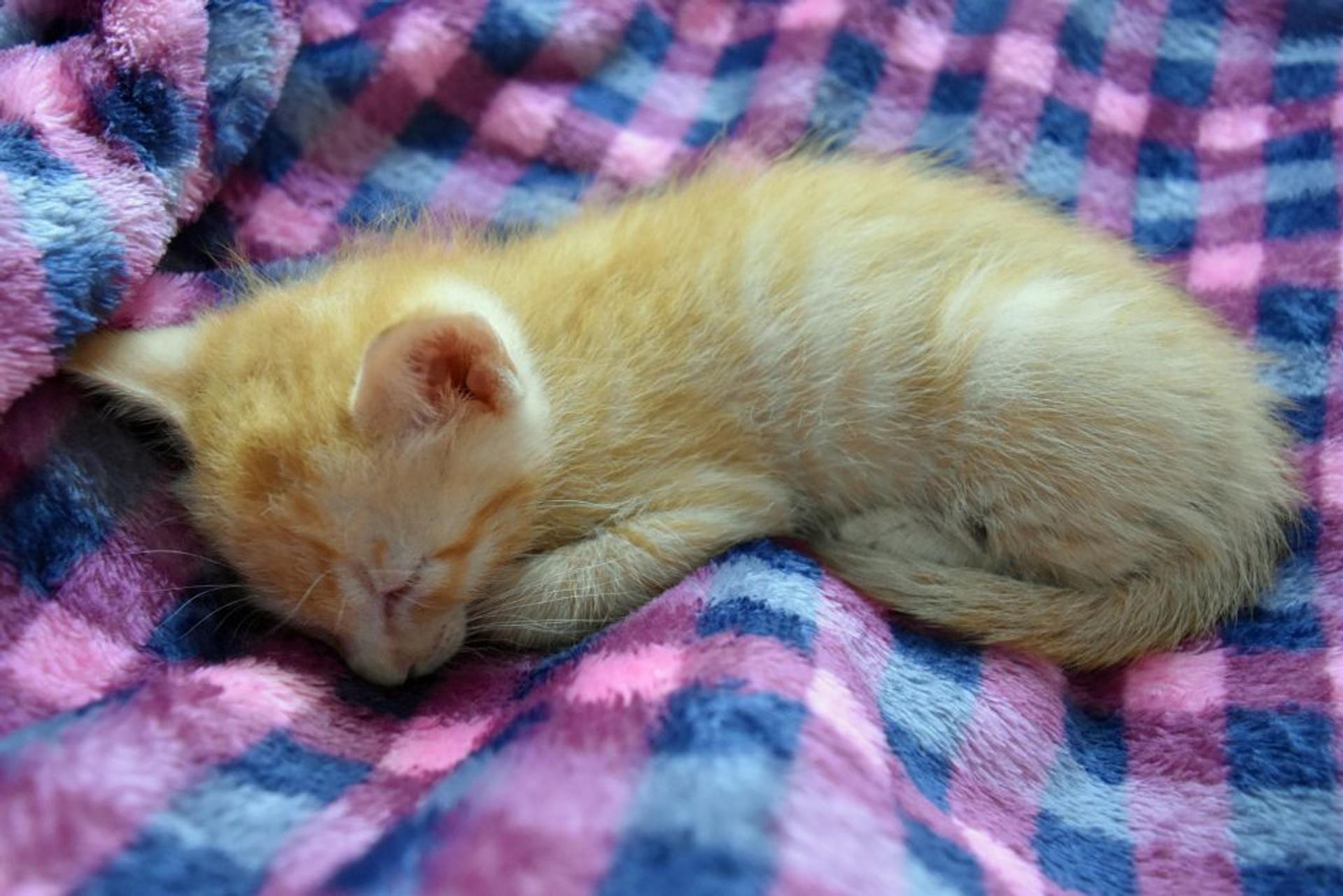 pet-image-7