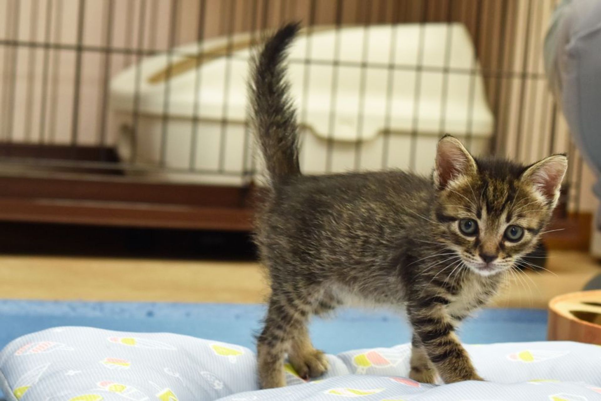 雑種（ミックス猫）・オスの里親募集の写真