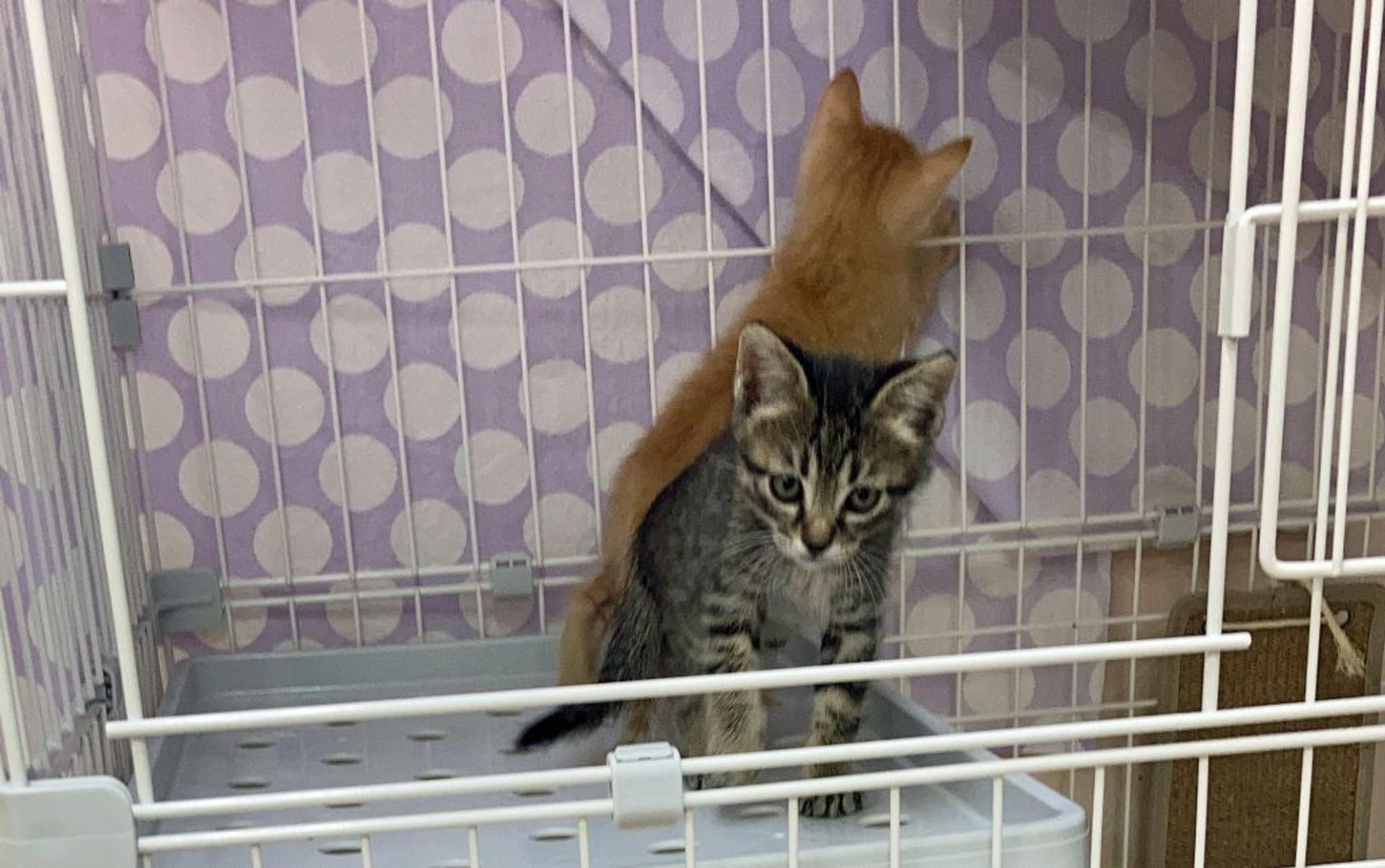 pet-image-6