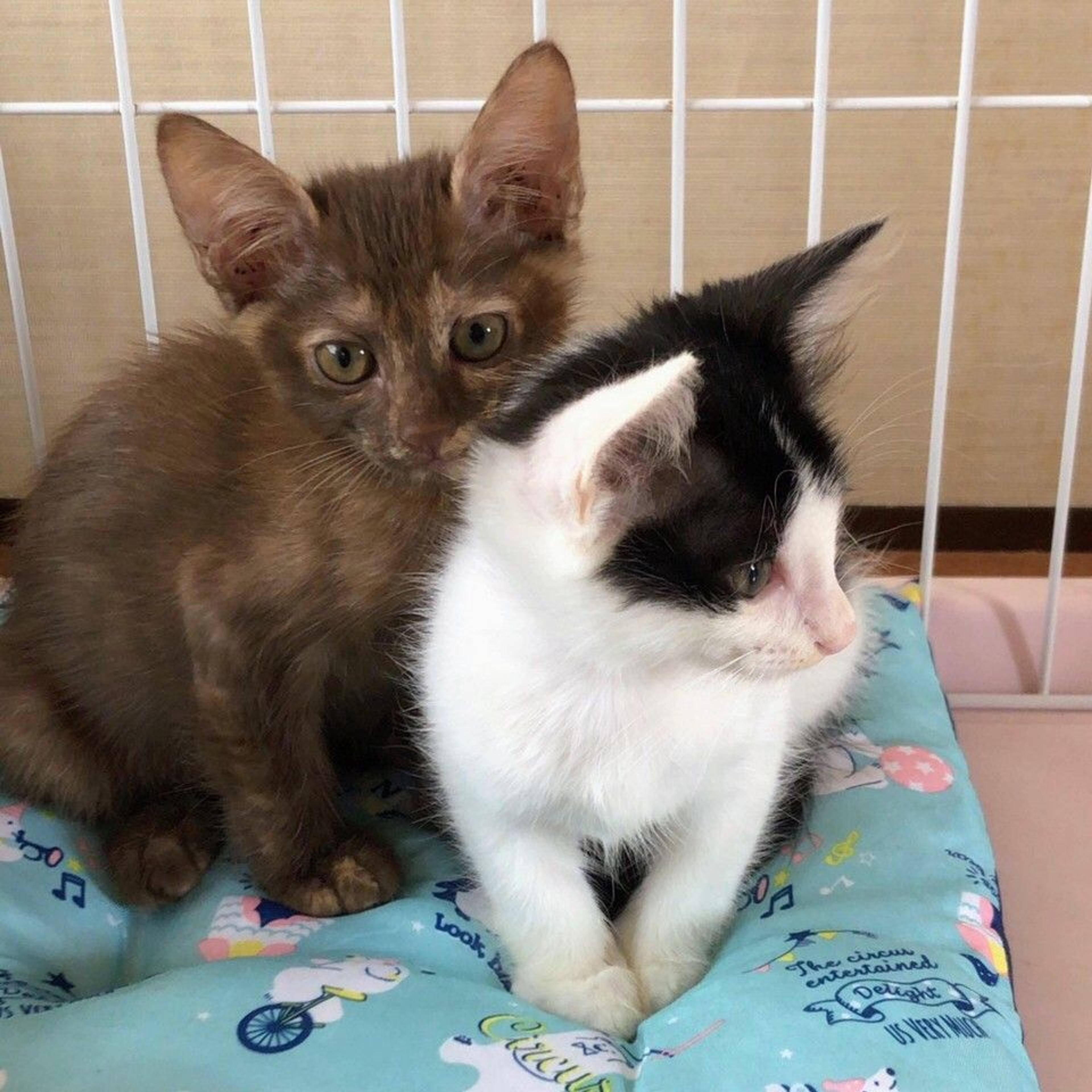 pet-image-4