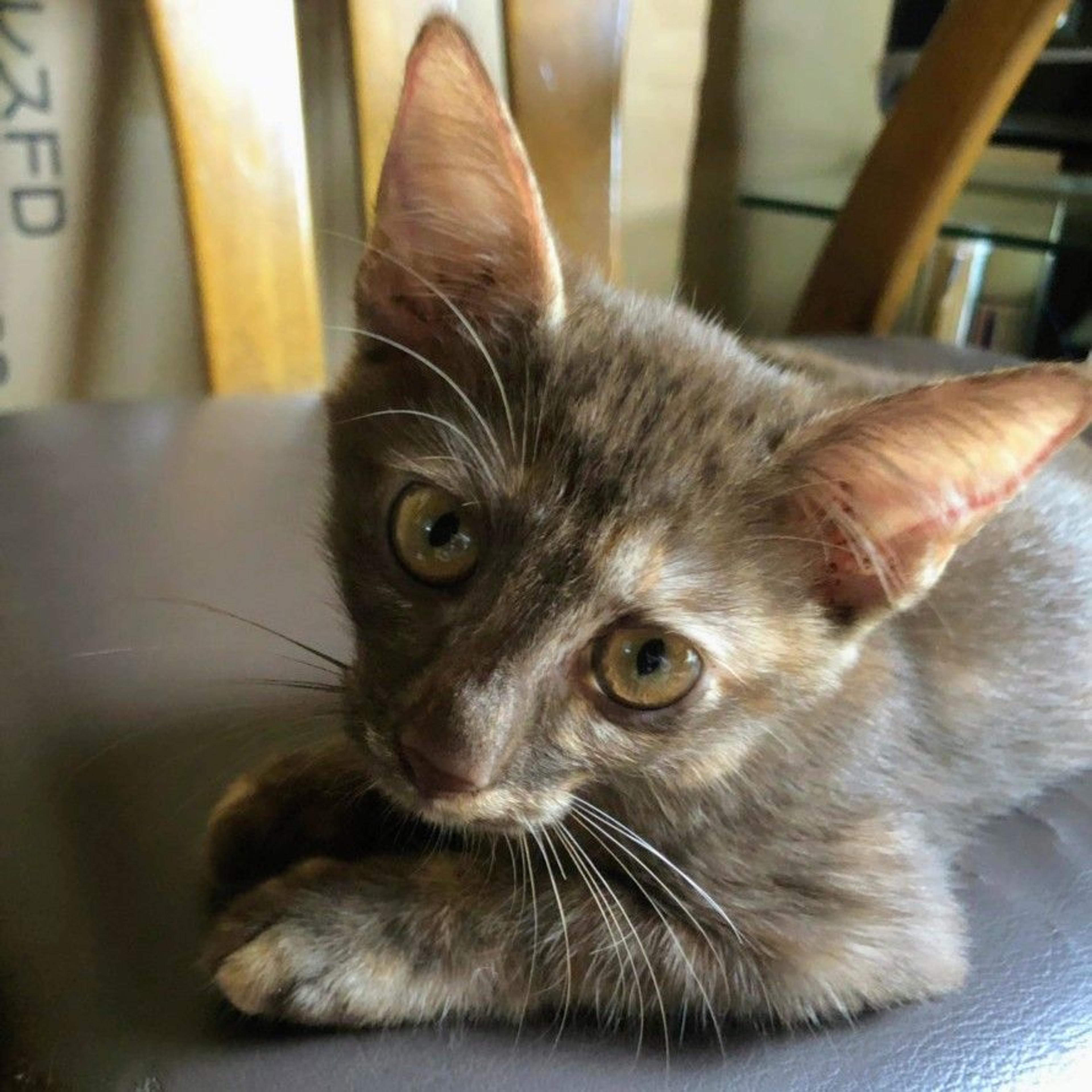 pet-image-3