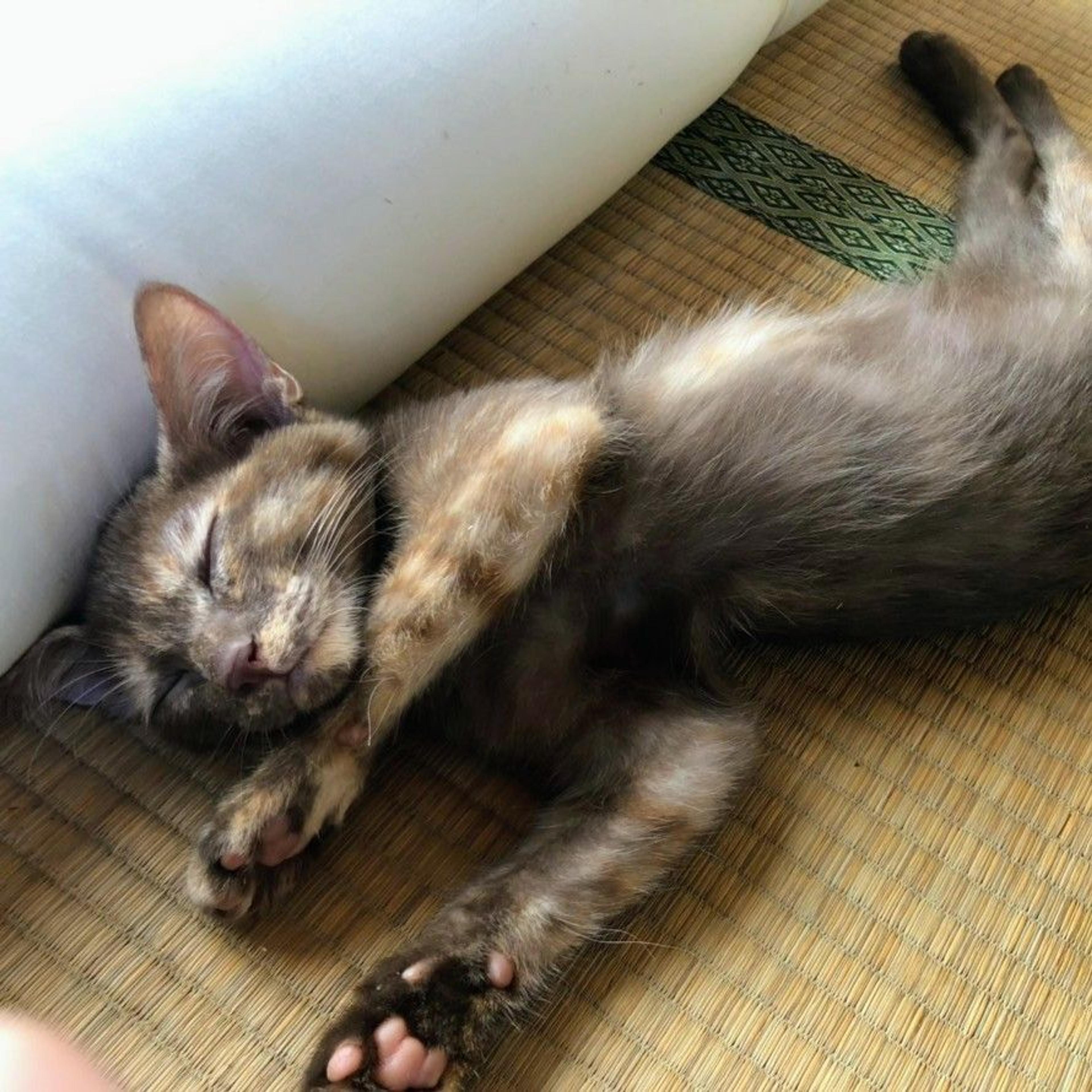 pet-image-5