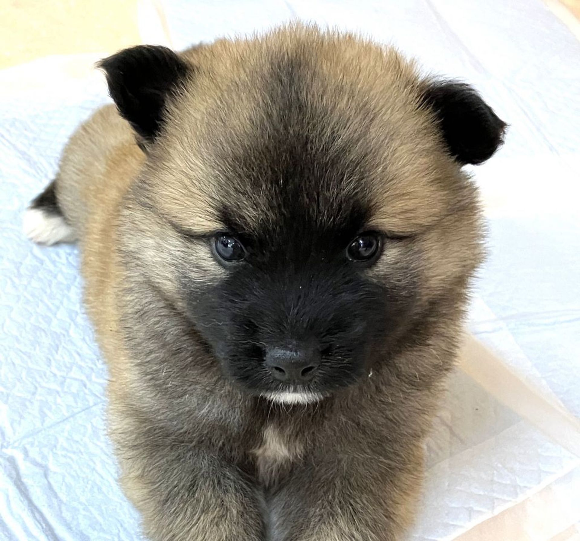 雑種（ミックス犬）・オスの里親募集の写真