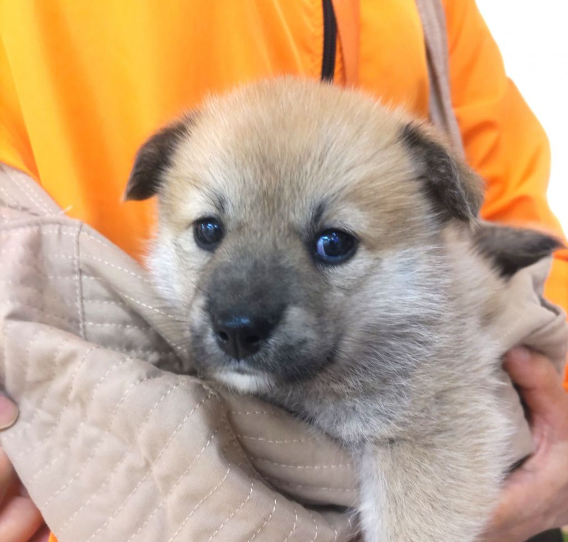 雑種（ミックス犬）・メスの里親募集の写真