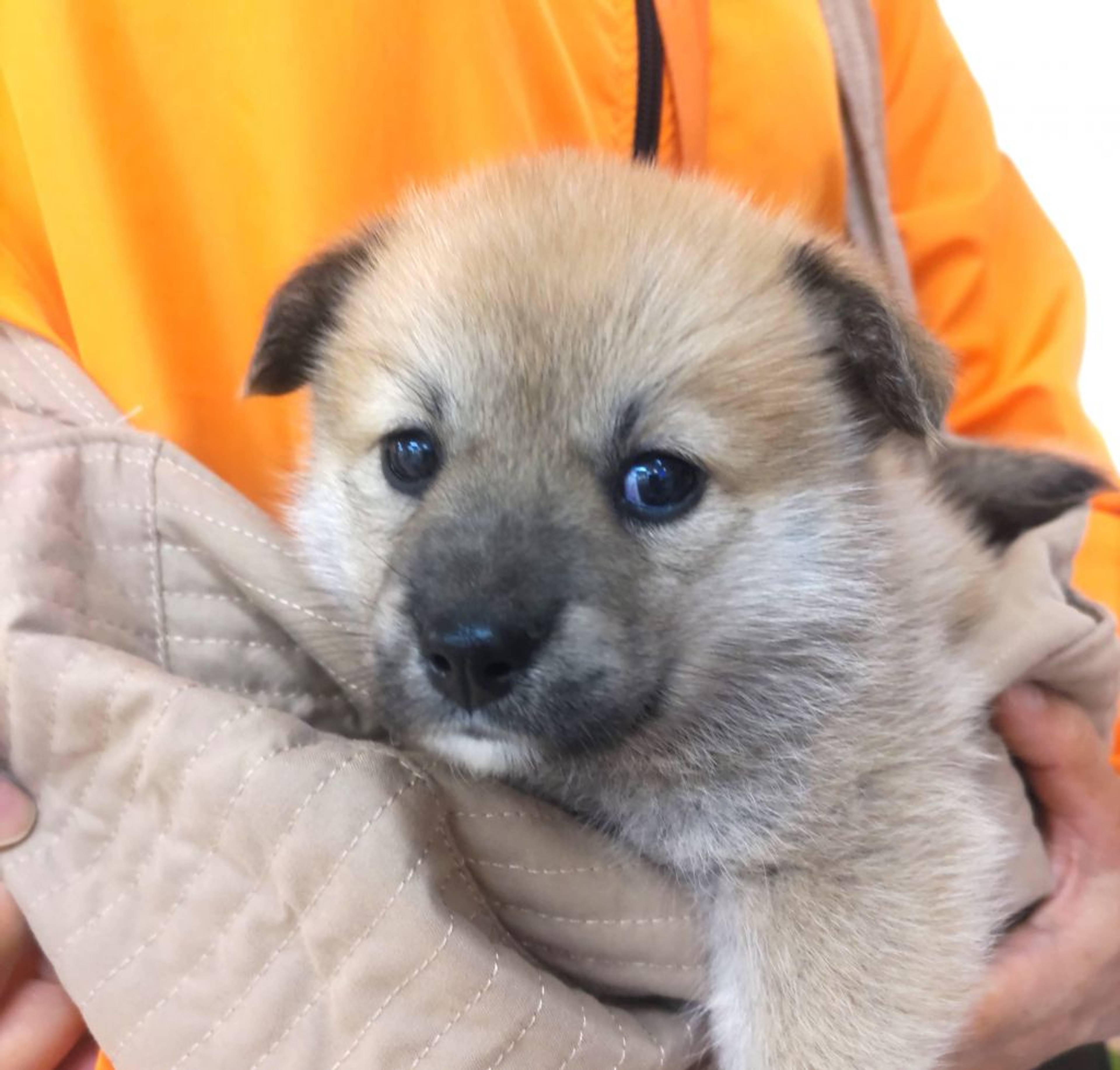 雑種（ミックス犬）・メスの里親募集の写真