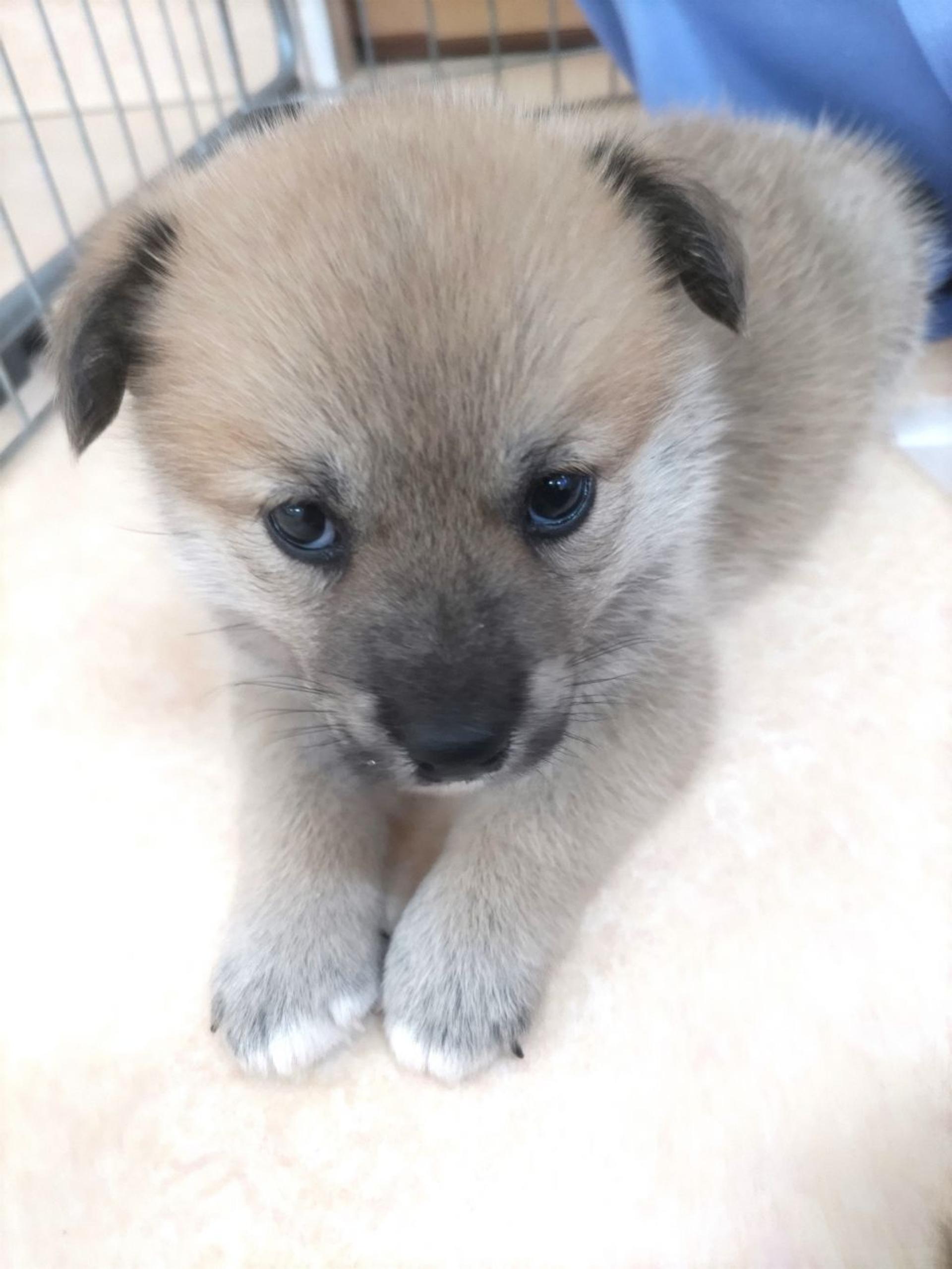 pet-image-3