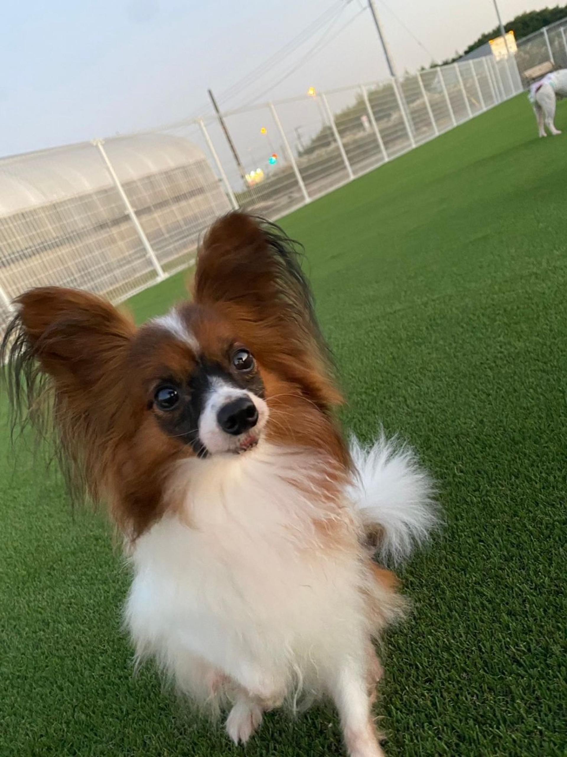 pet-image-2
