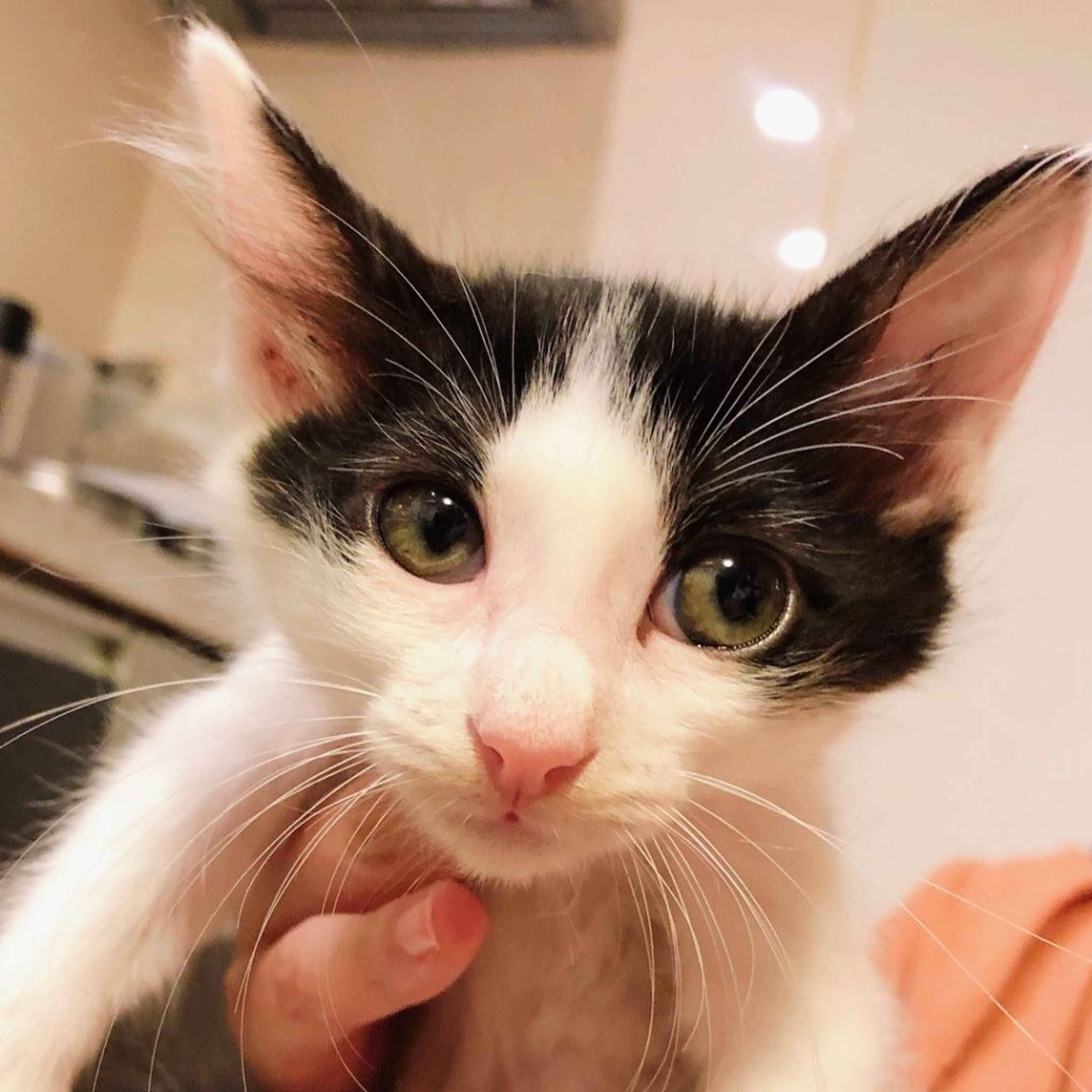 雑種（ミックス猫）・メスの里親募集の写真