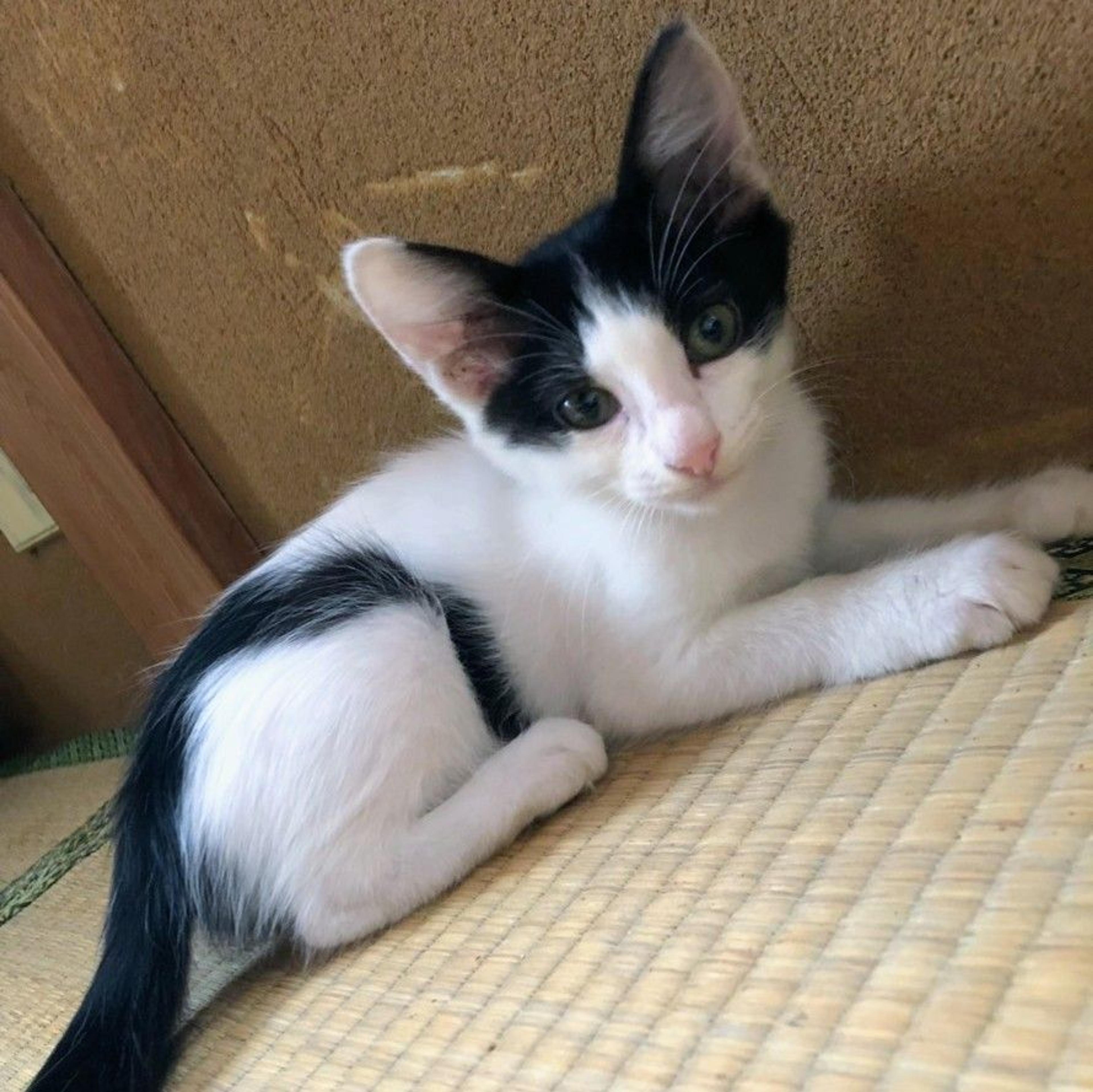 pet-image-2