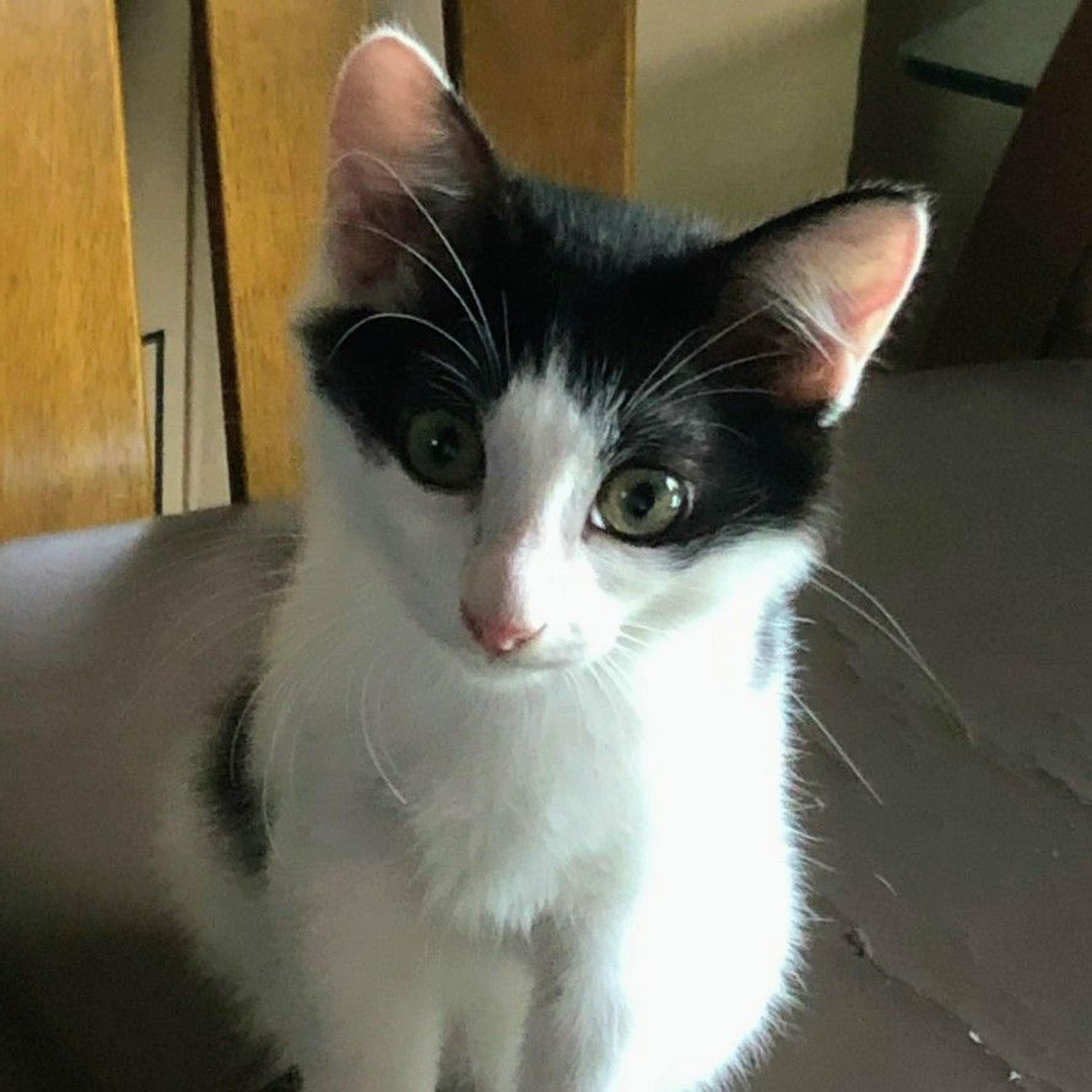 pet-image-3