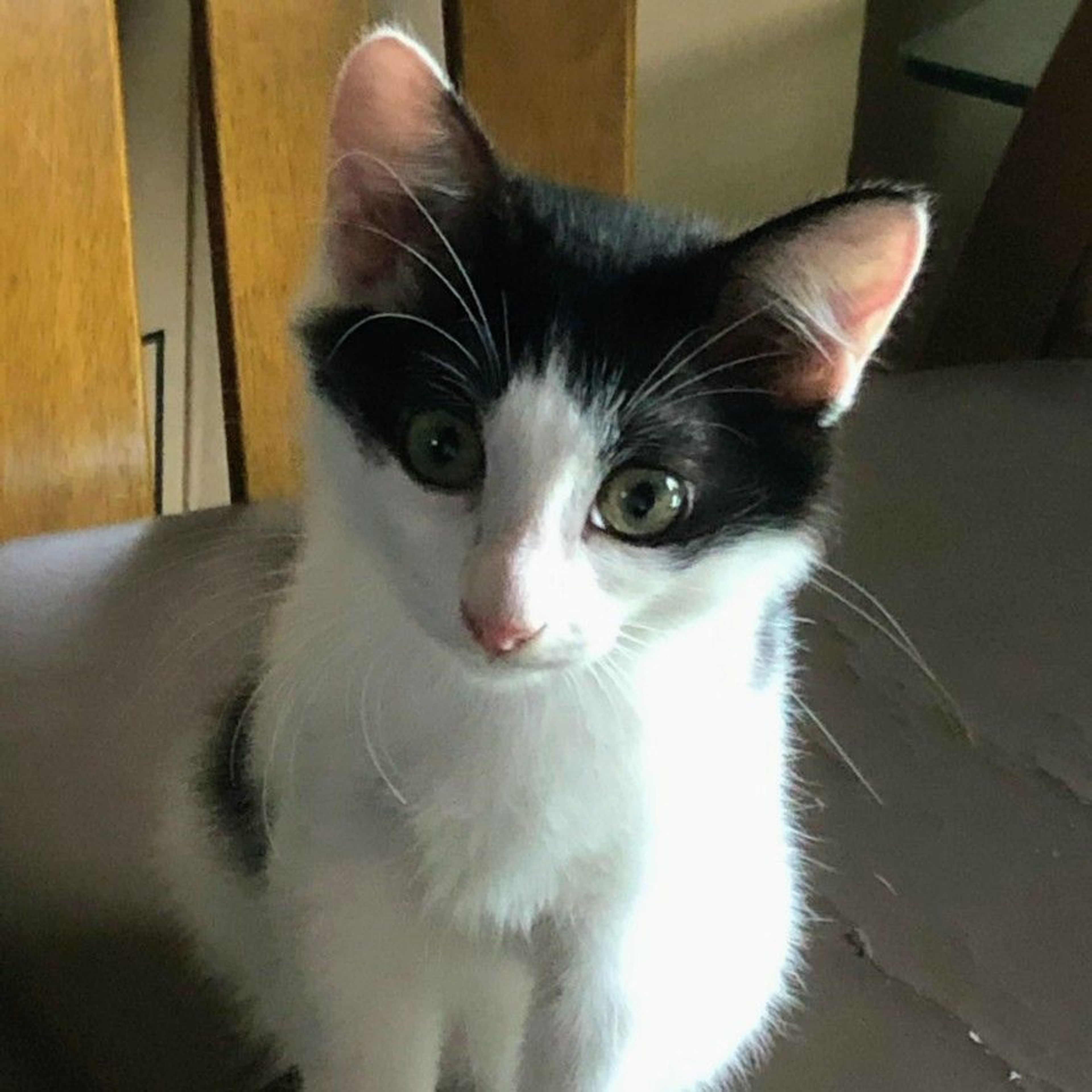 雑種（ミックス猫）・メスの里親募集の写真