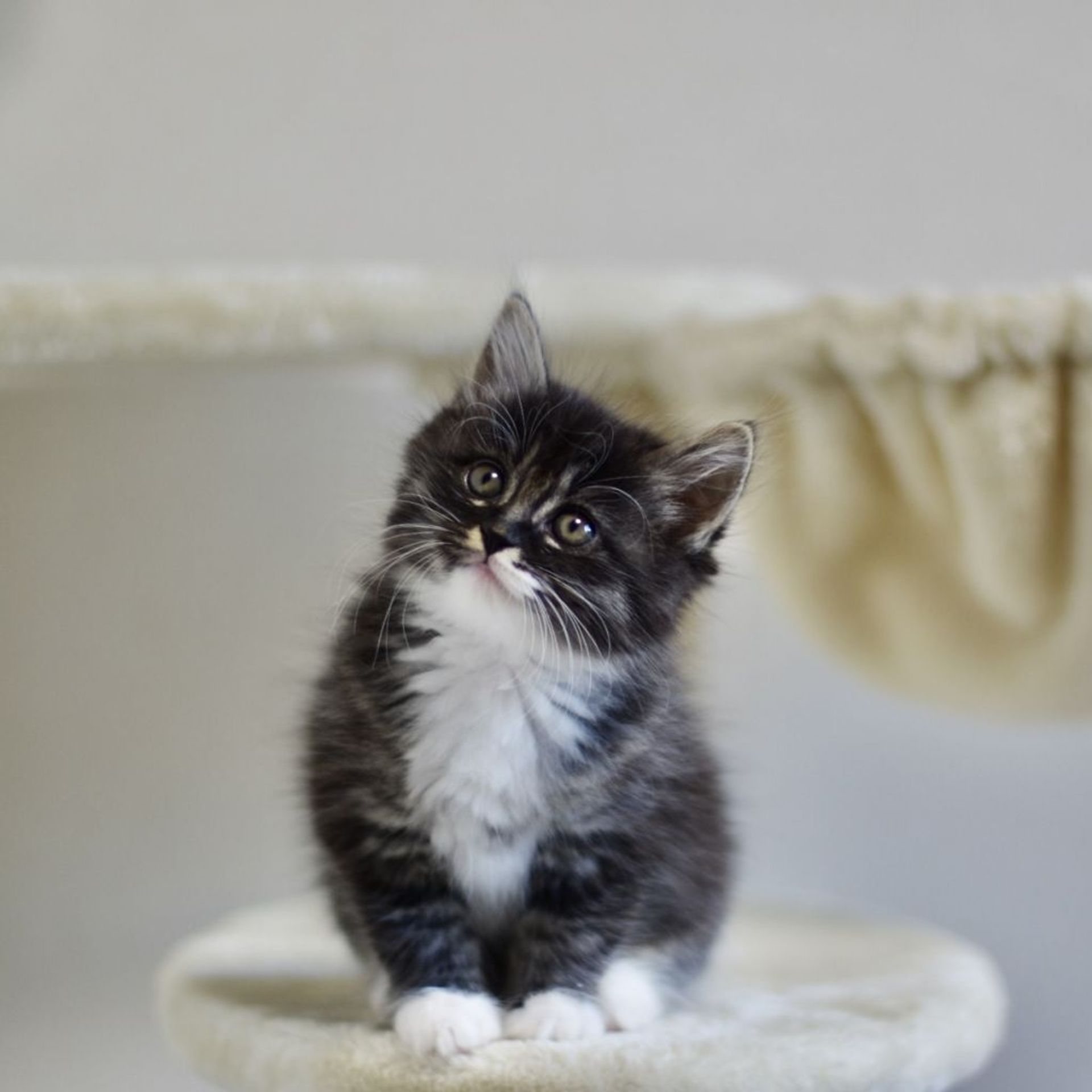 雑種（ミックス猫）・メスの里親募集の写真