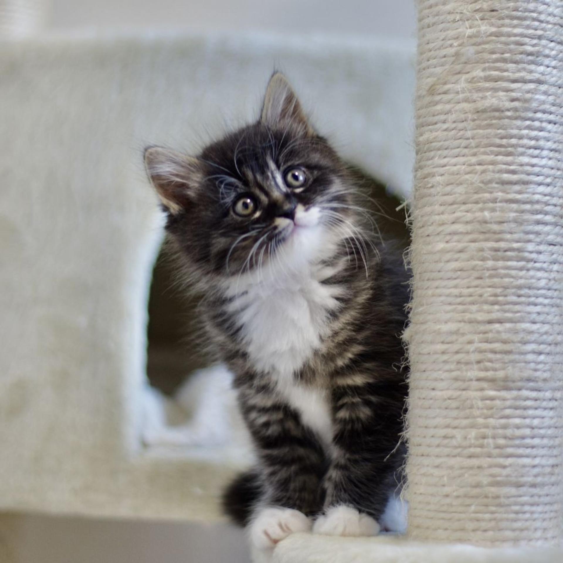pet-image-4