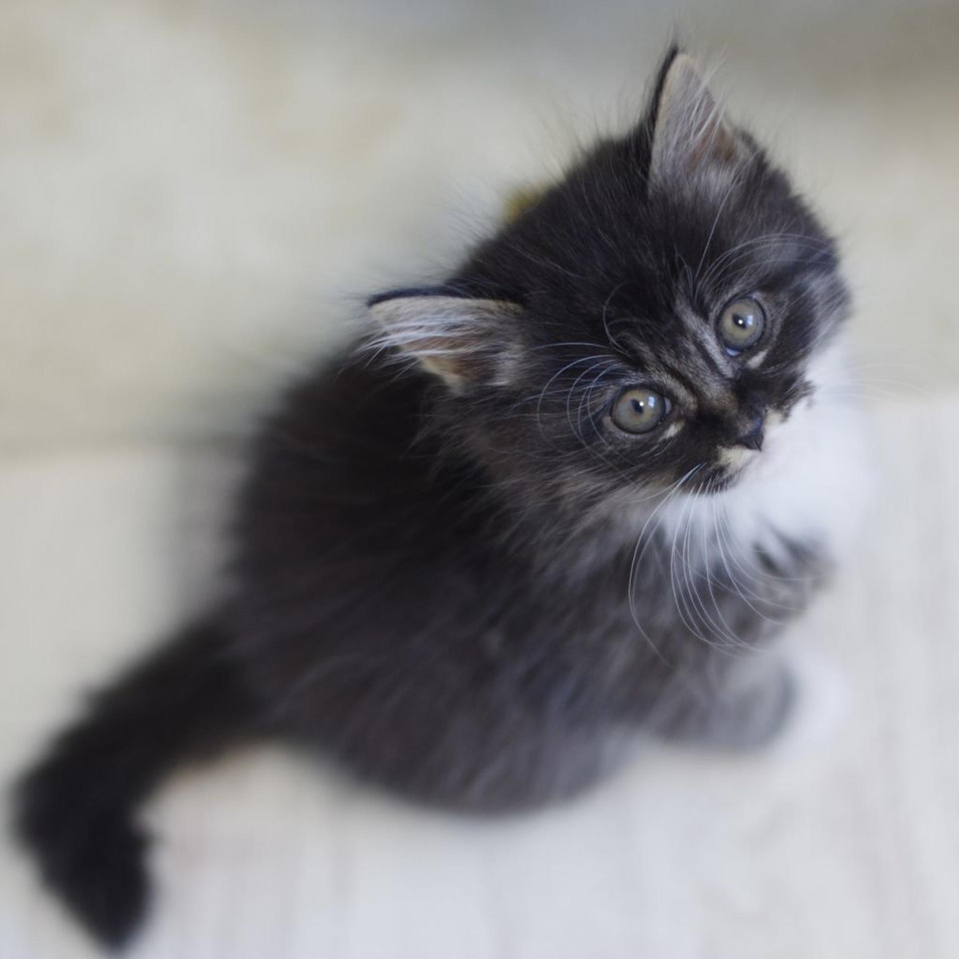 pet-image-5