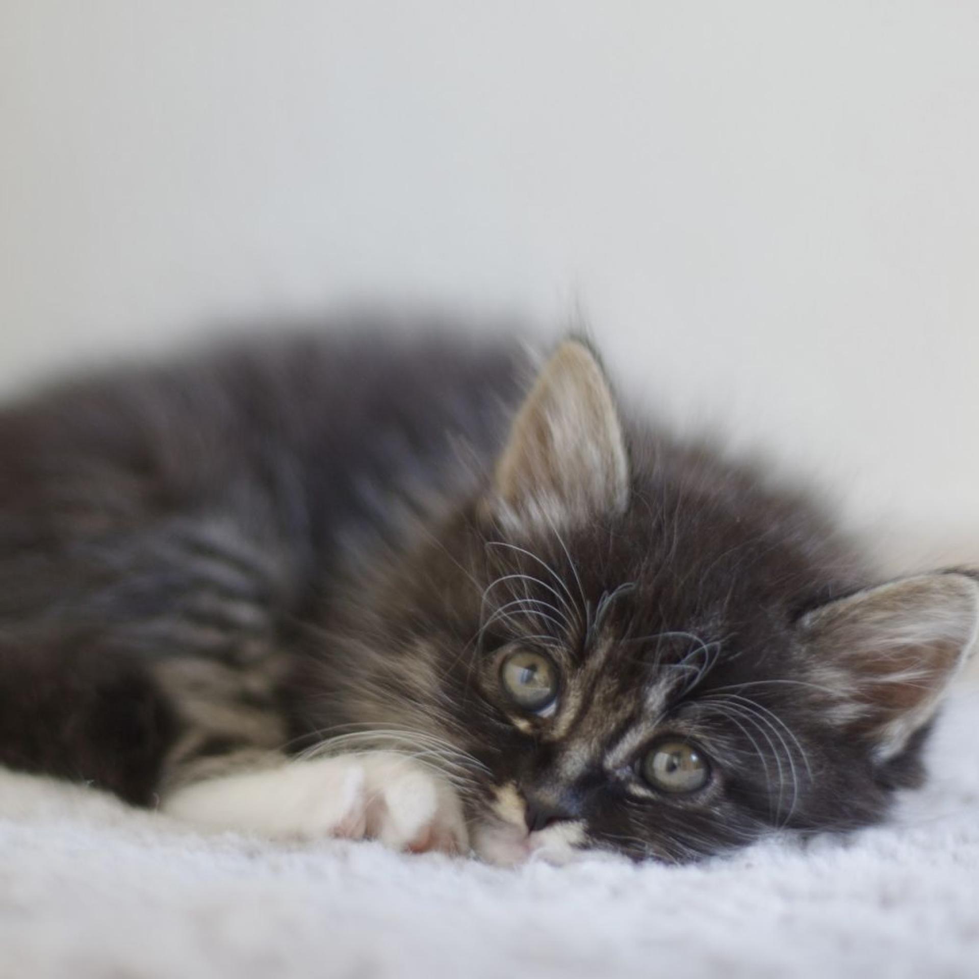 pet-image-6