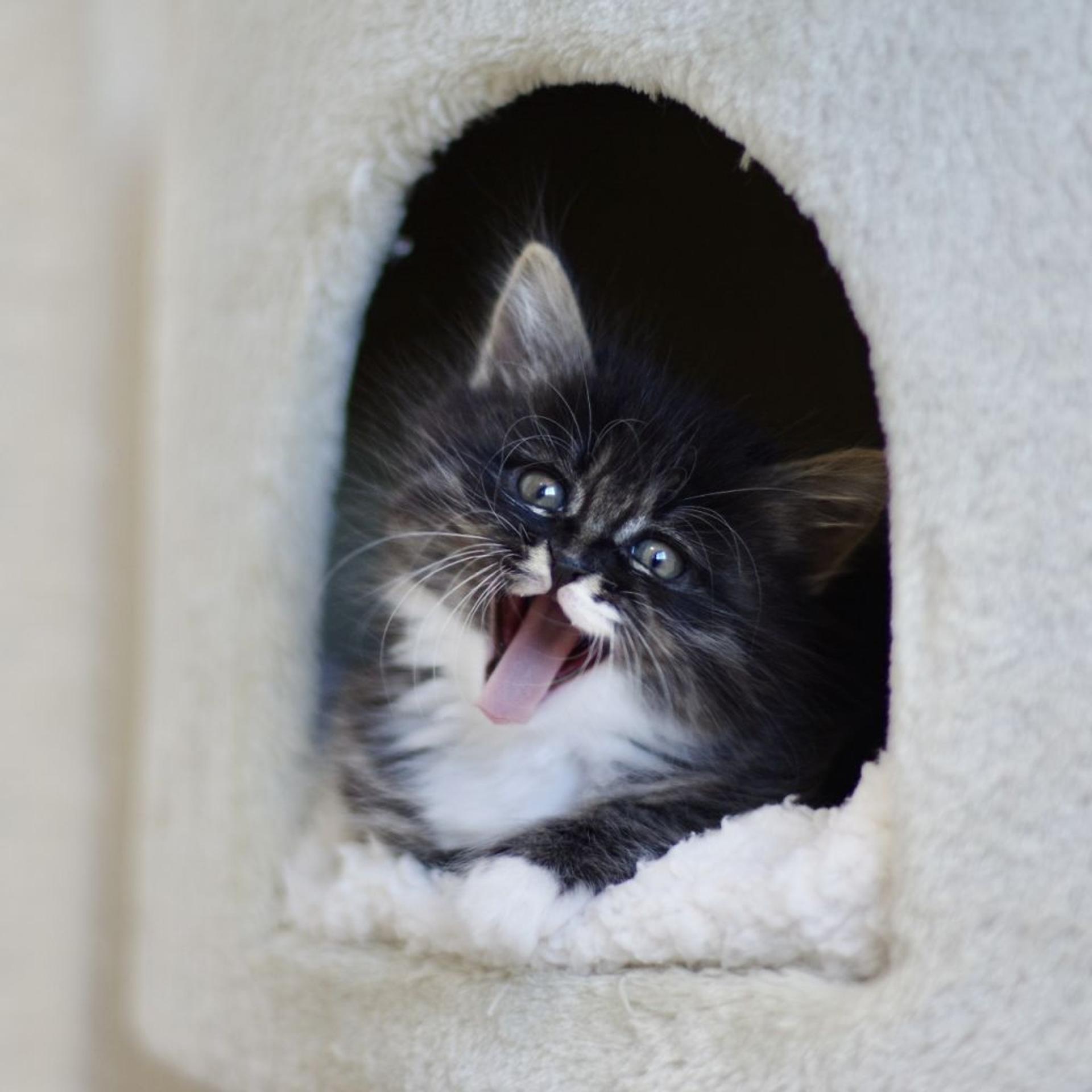 pet-image-8