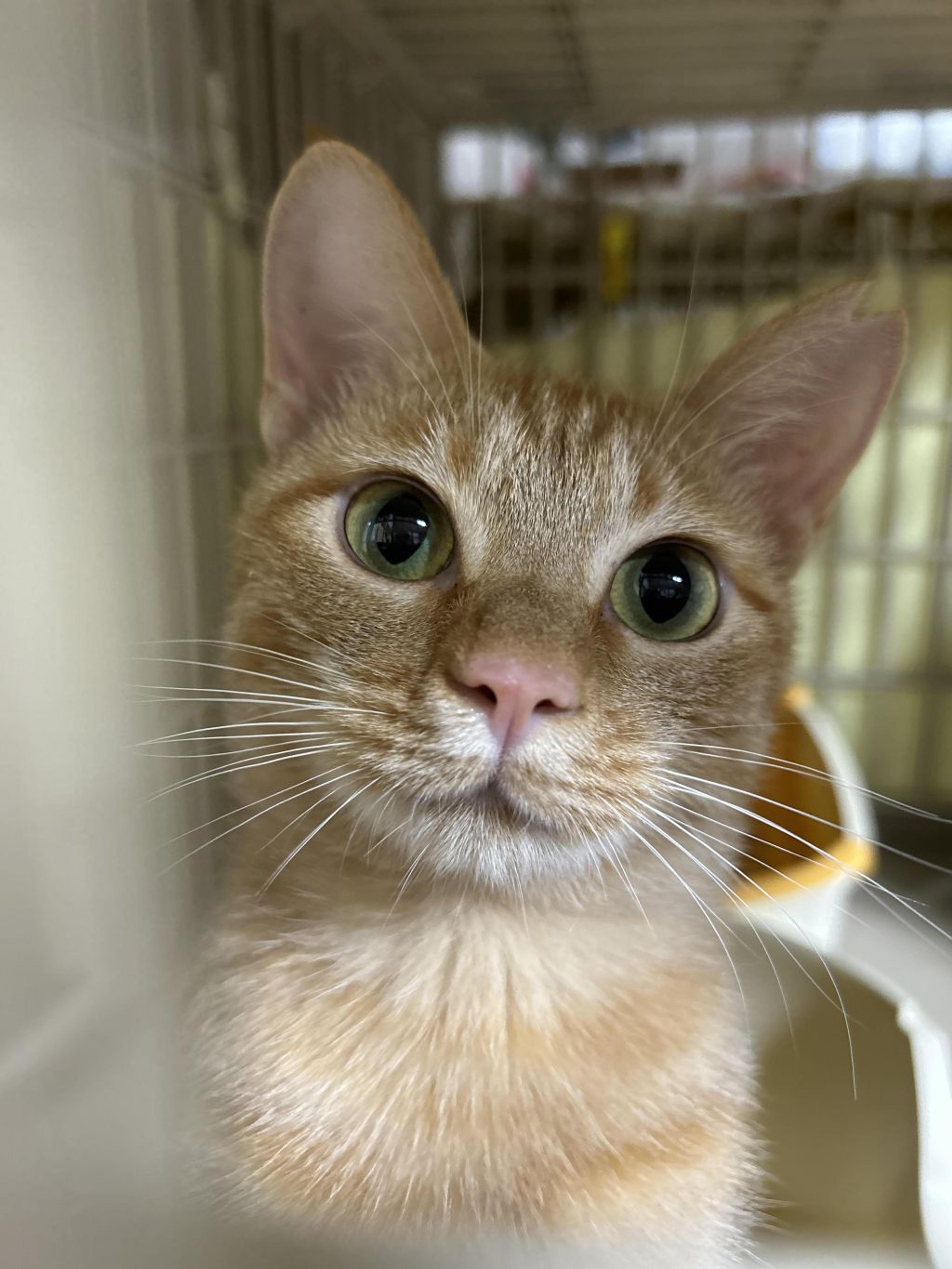 pet-image-3