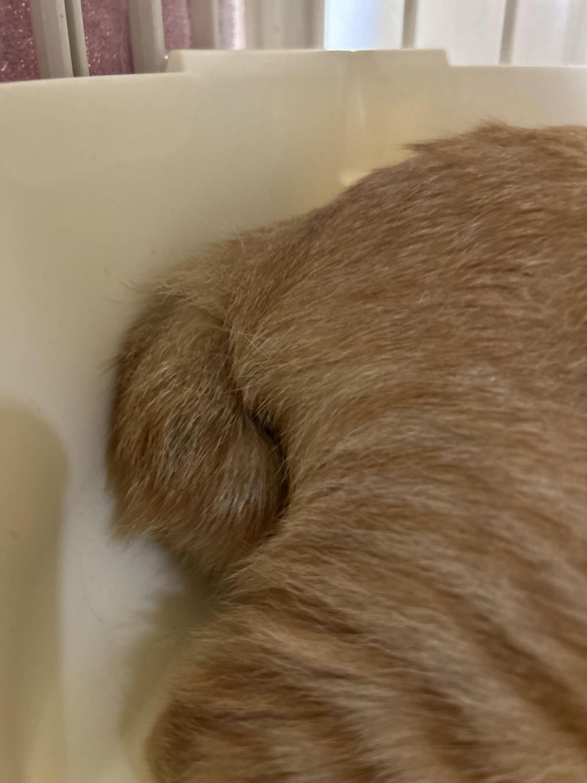 pet-image-4