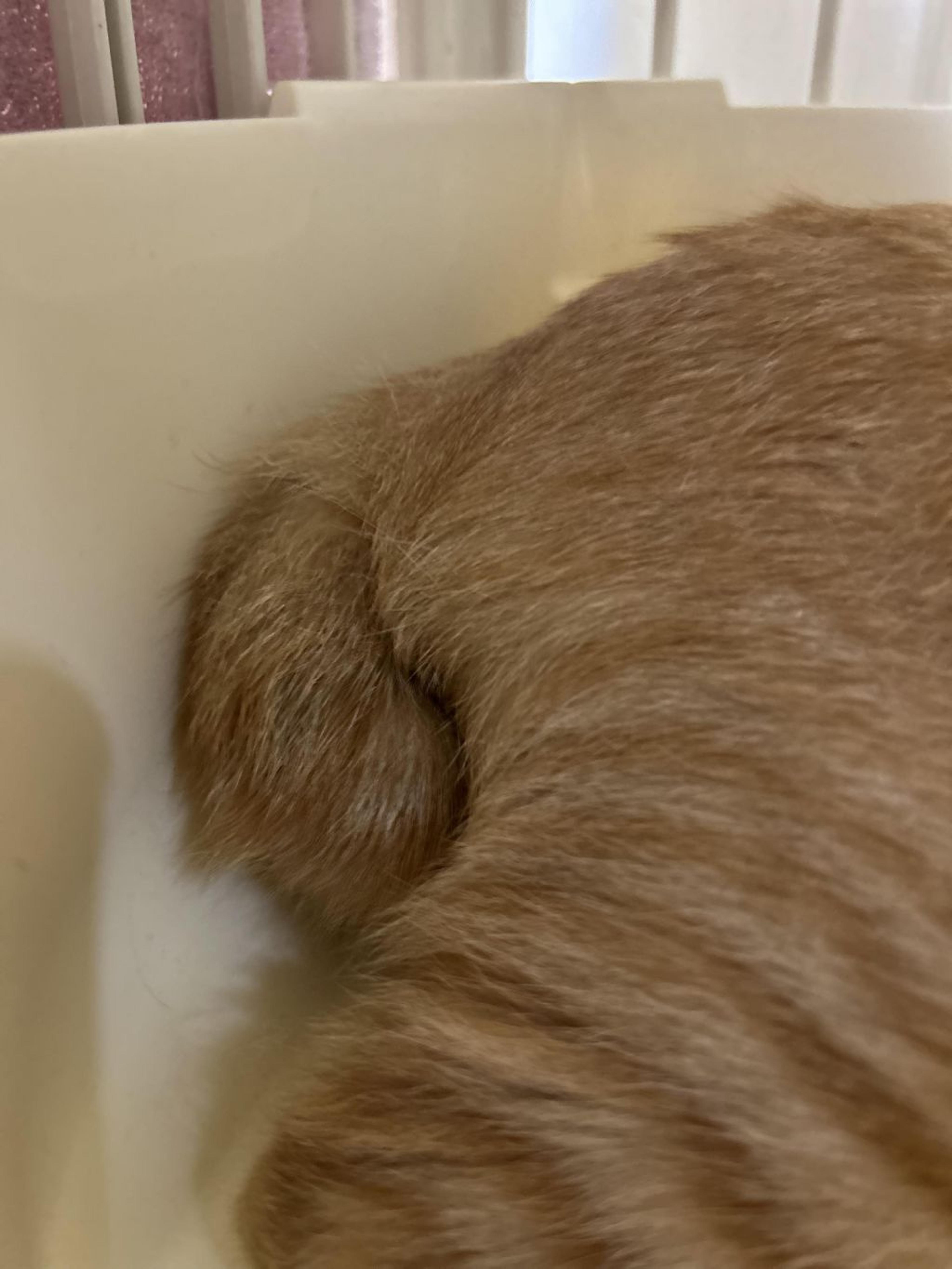 pet-image-4