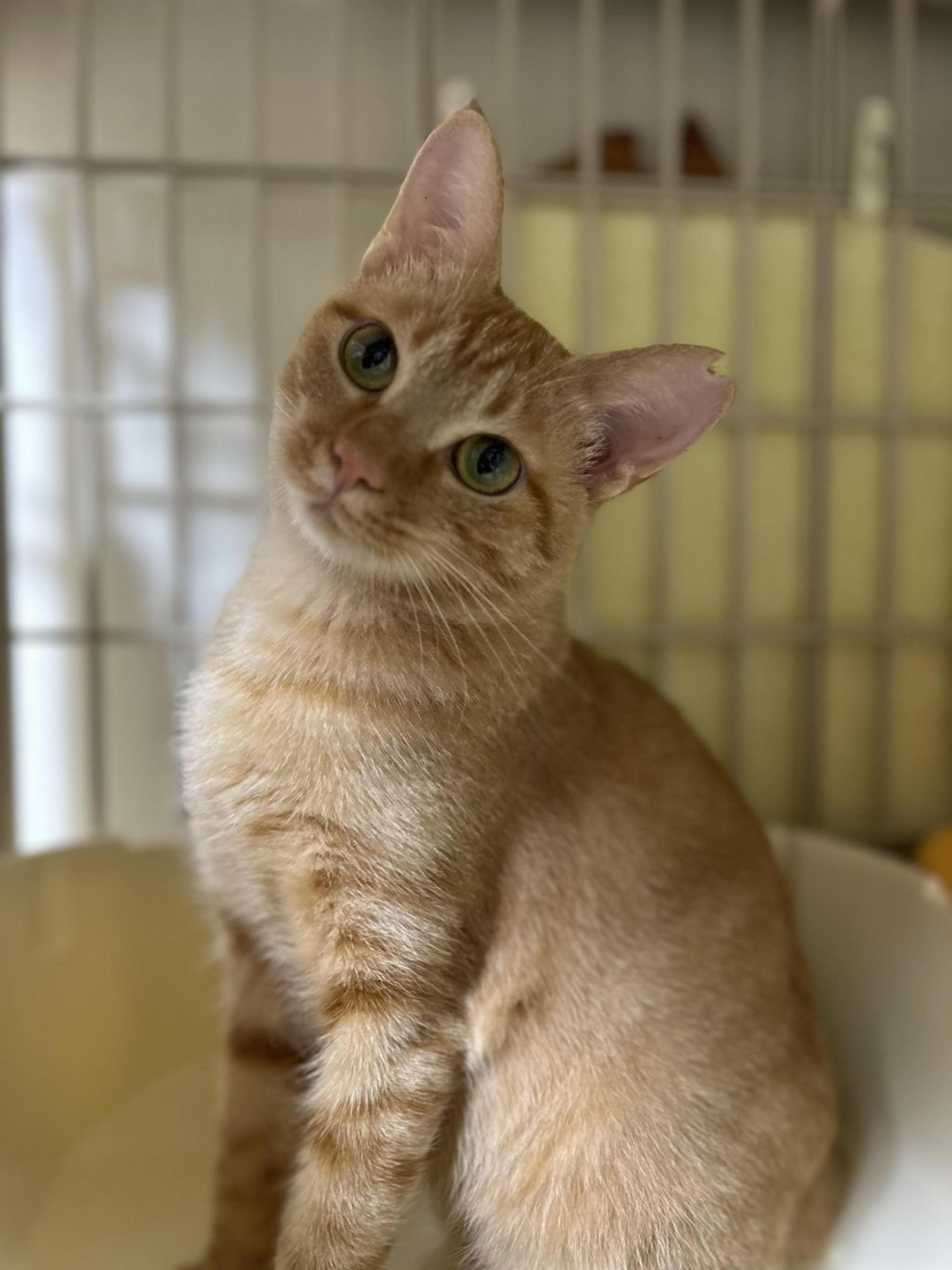 pet-image-5