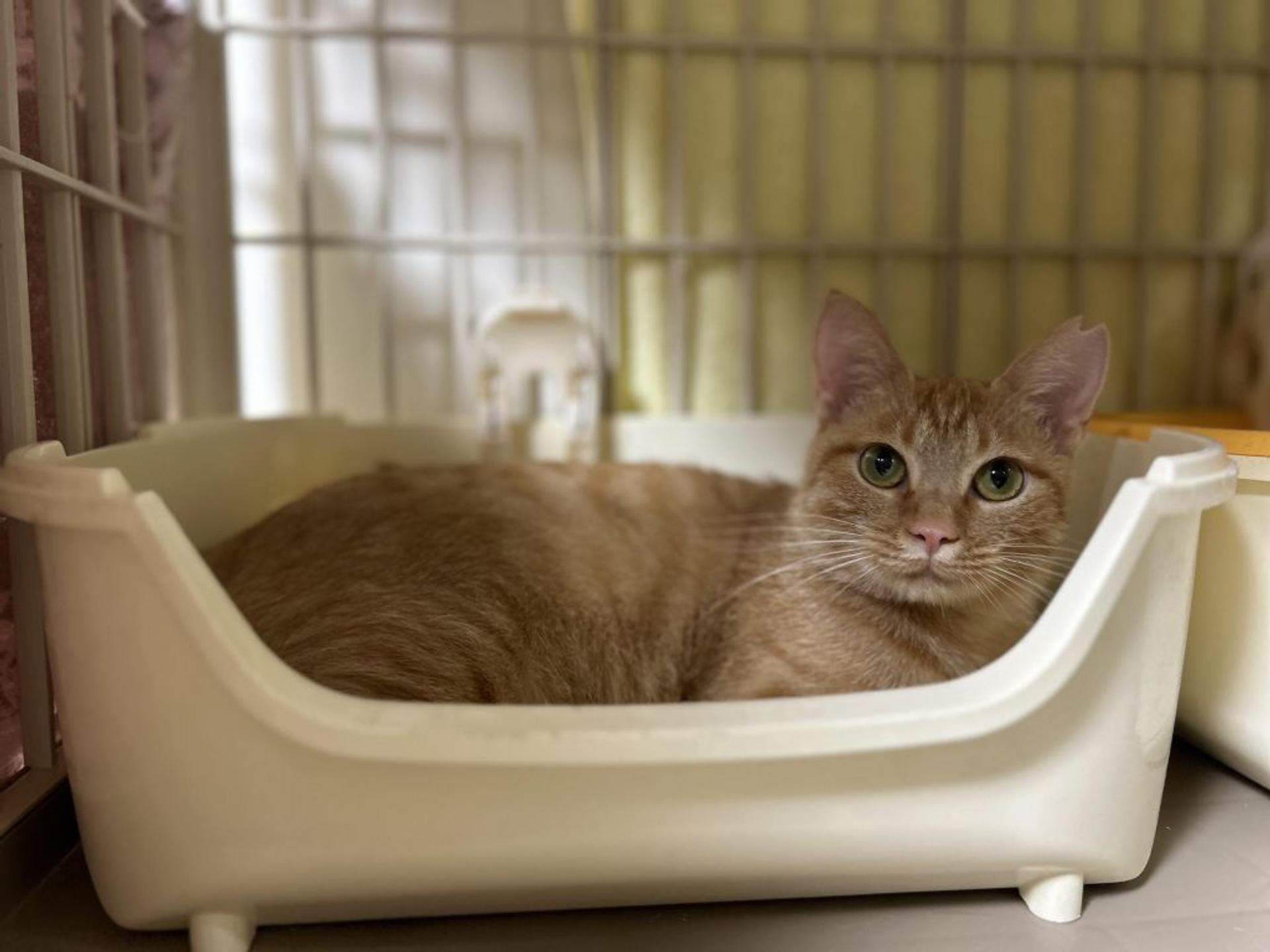 pet-image-6