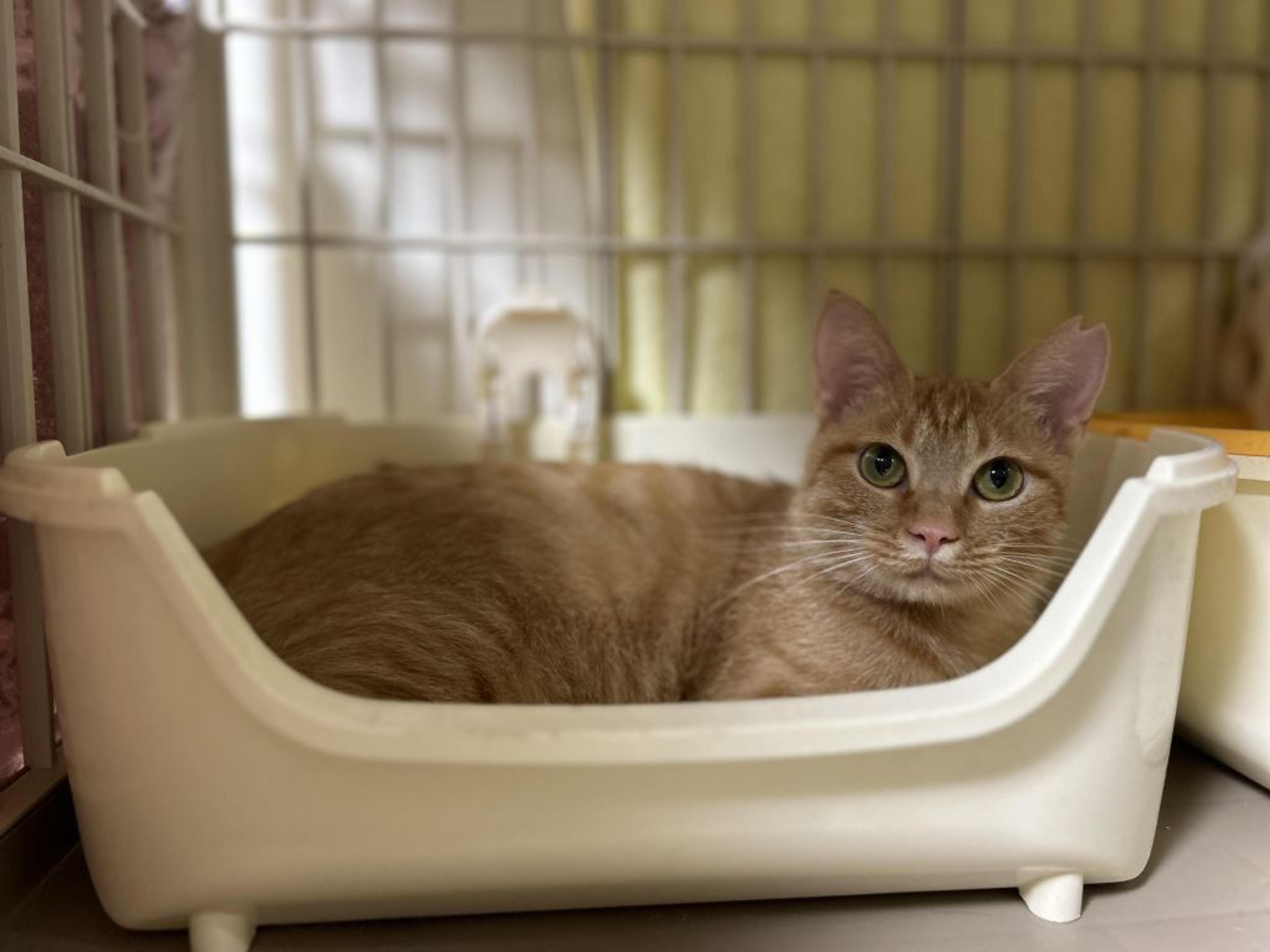 pet-image-6