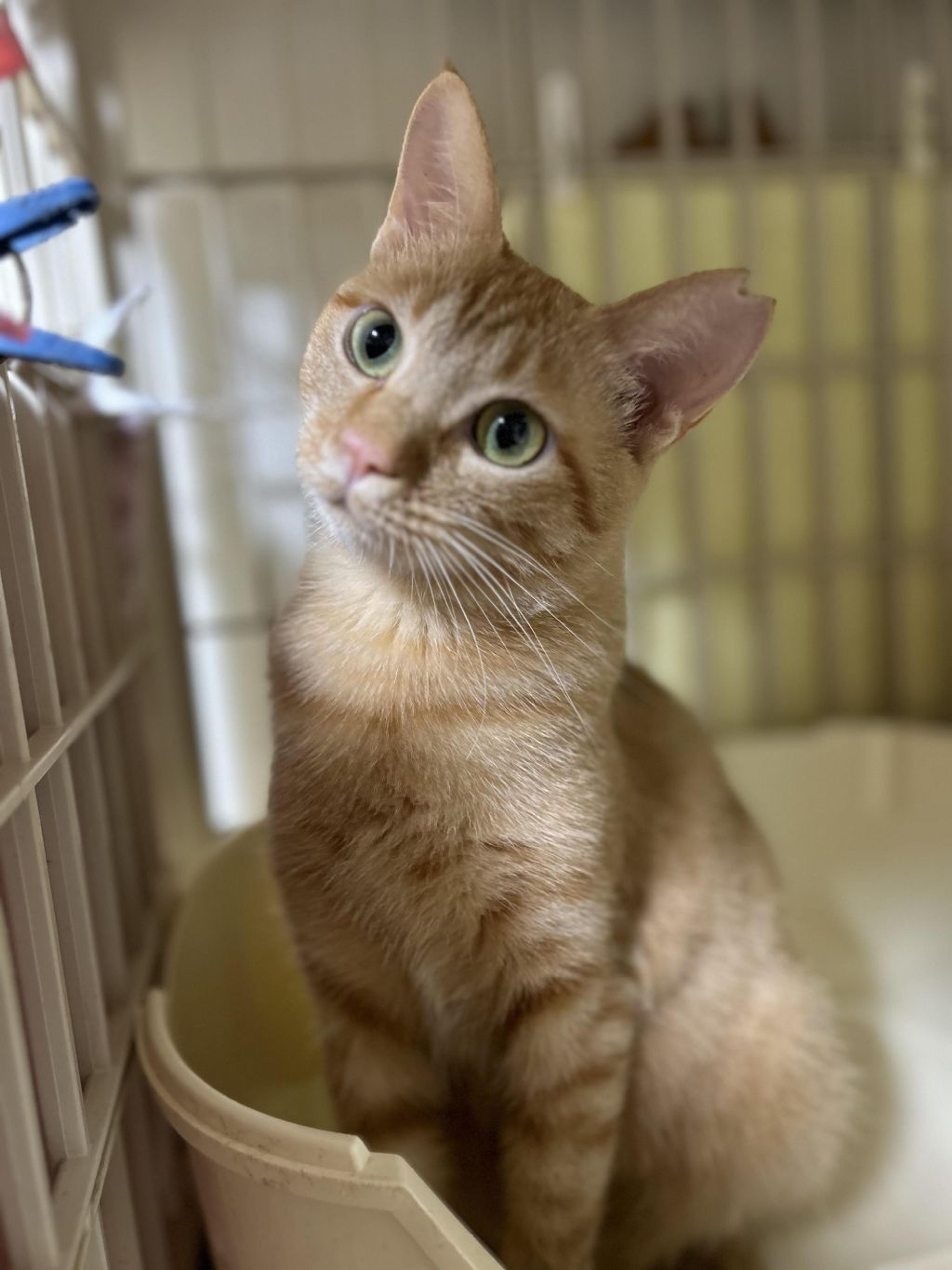 pet-image-7