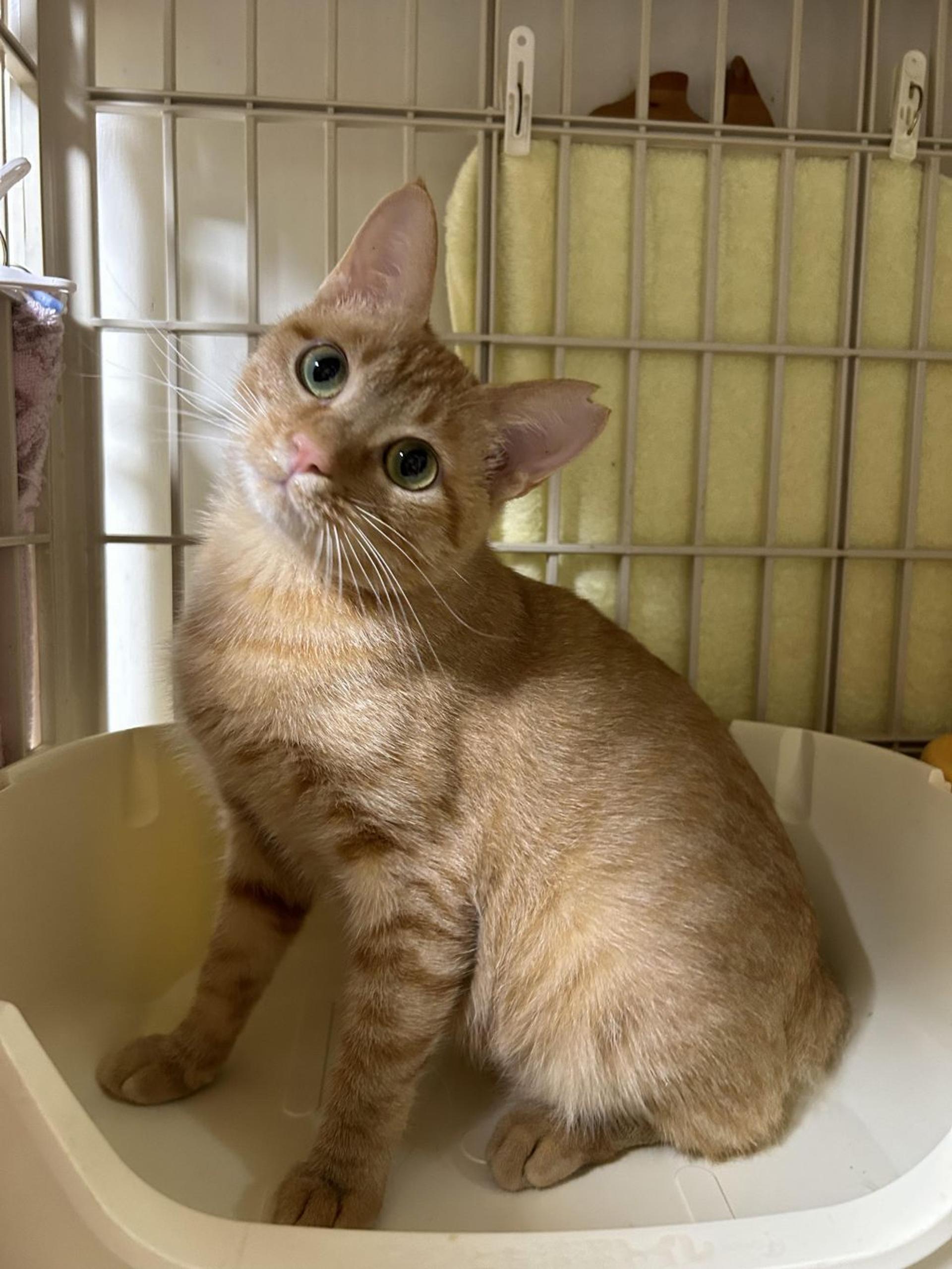 pet-image-9