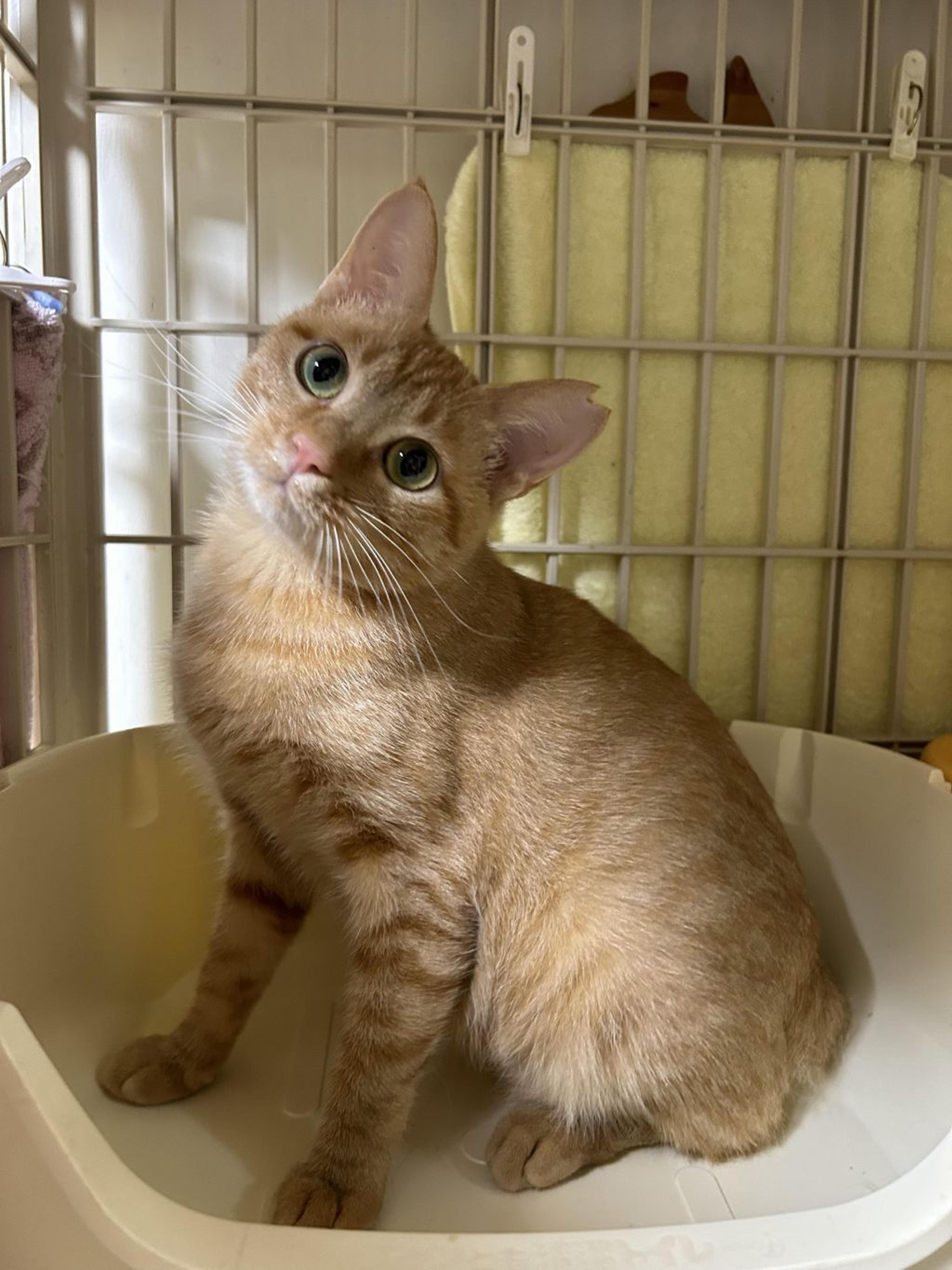 pet-image-9